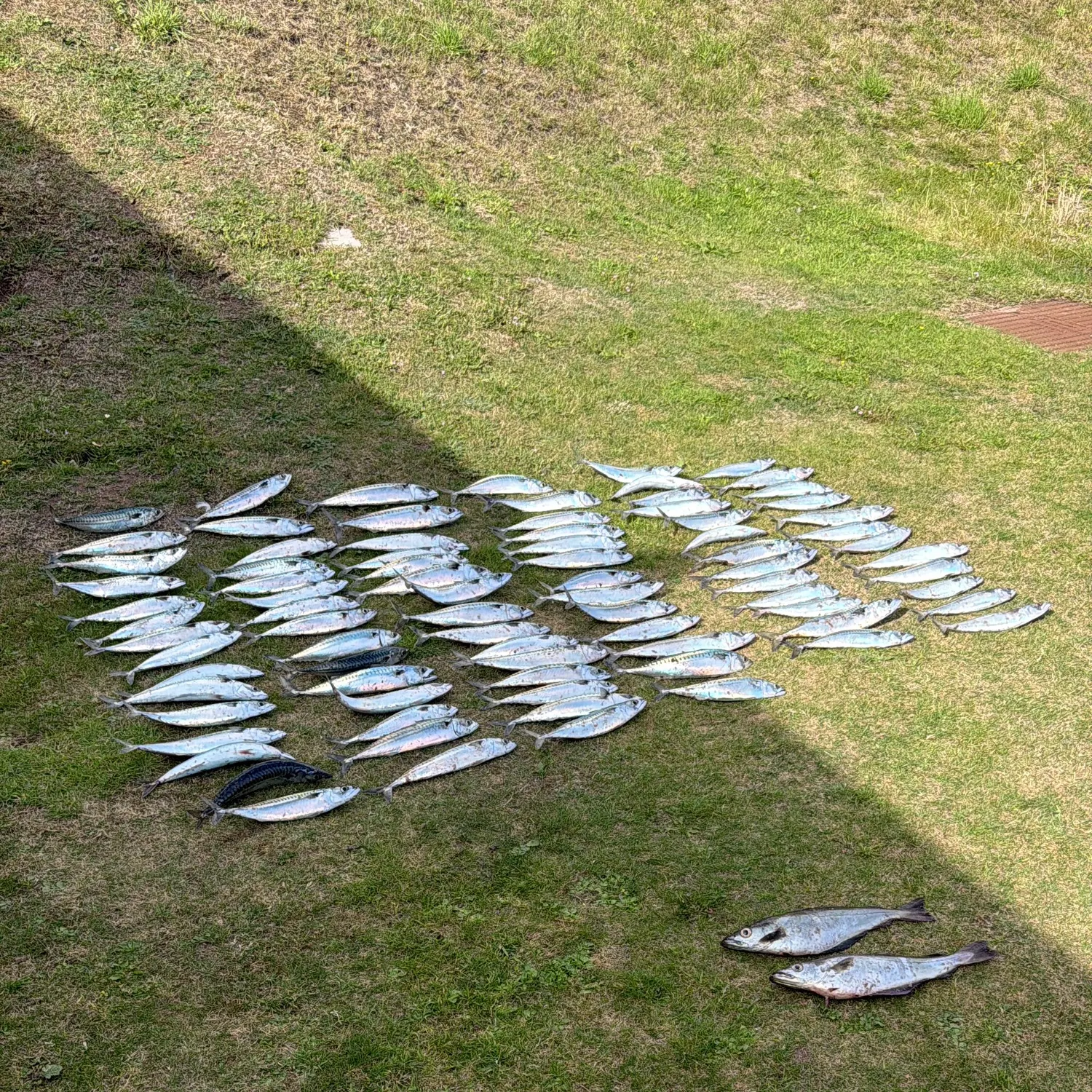 Fish caught on Fishbrain