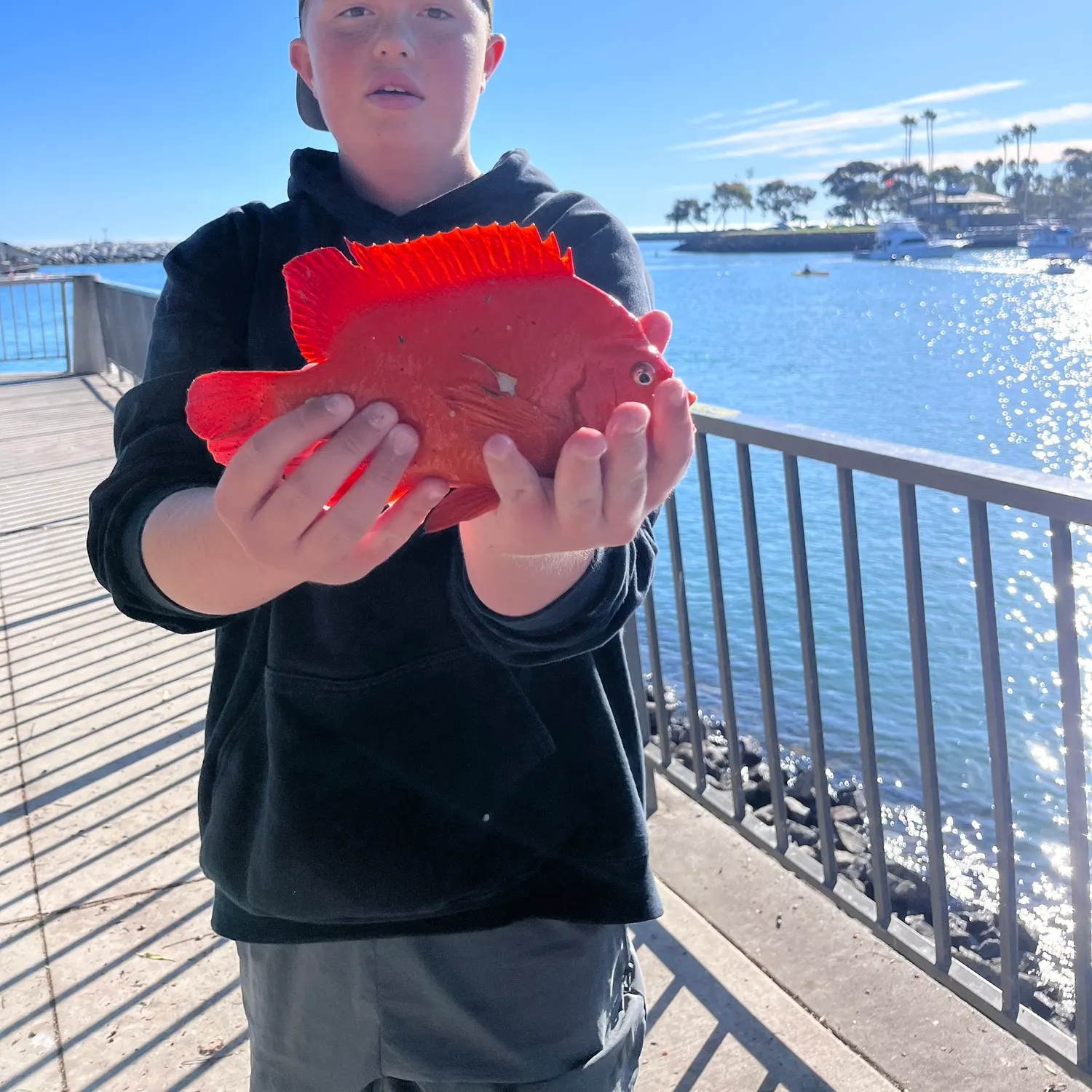 The most recent Garibaldi damselfish catches on Fishbrain