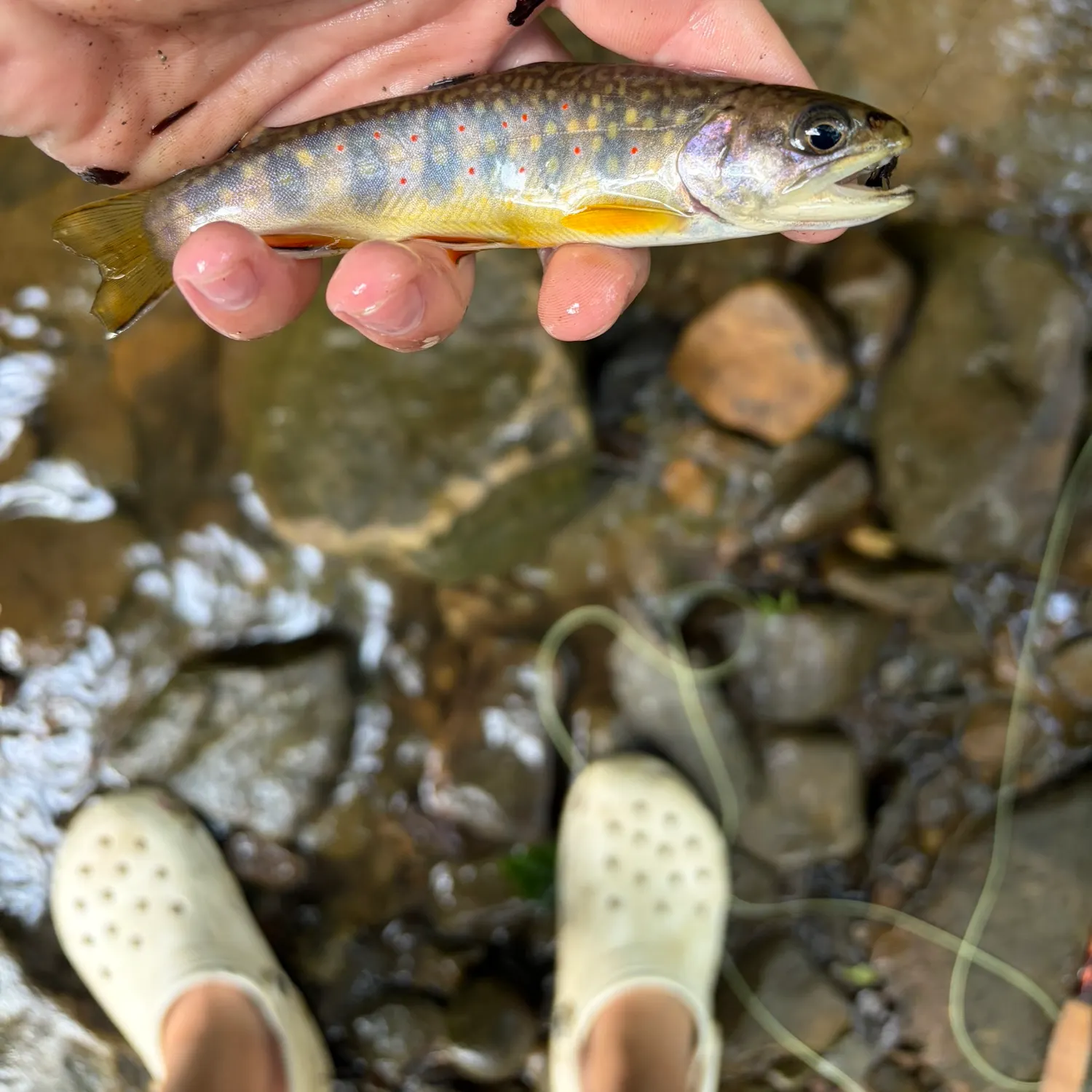 Brook trout caught on Fishbrain