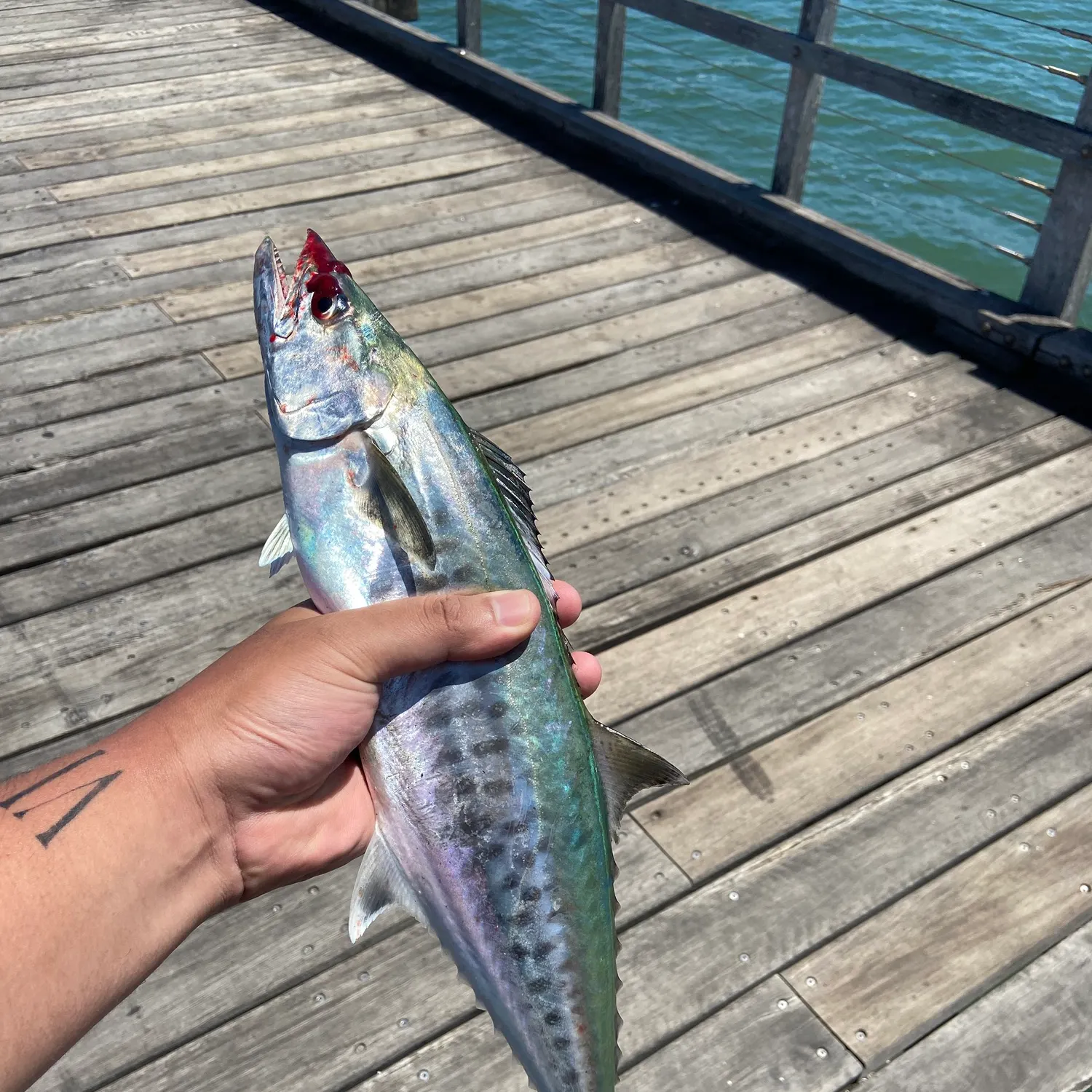 The most recent Narrow-barred Spanish mackerel catches on Fishbrain