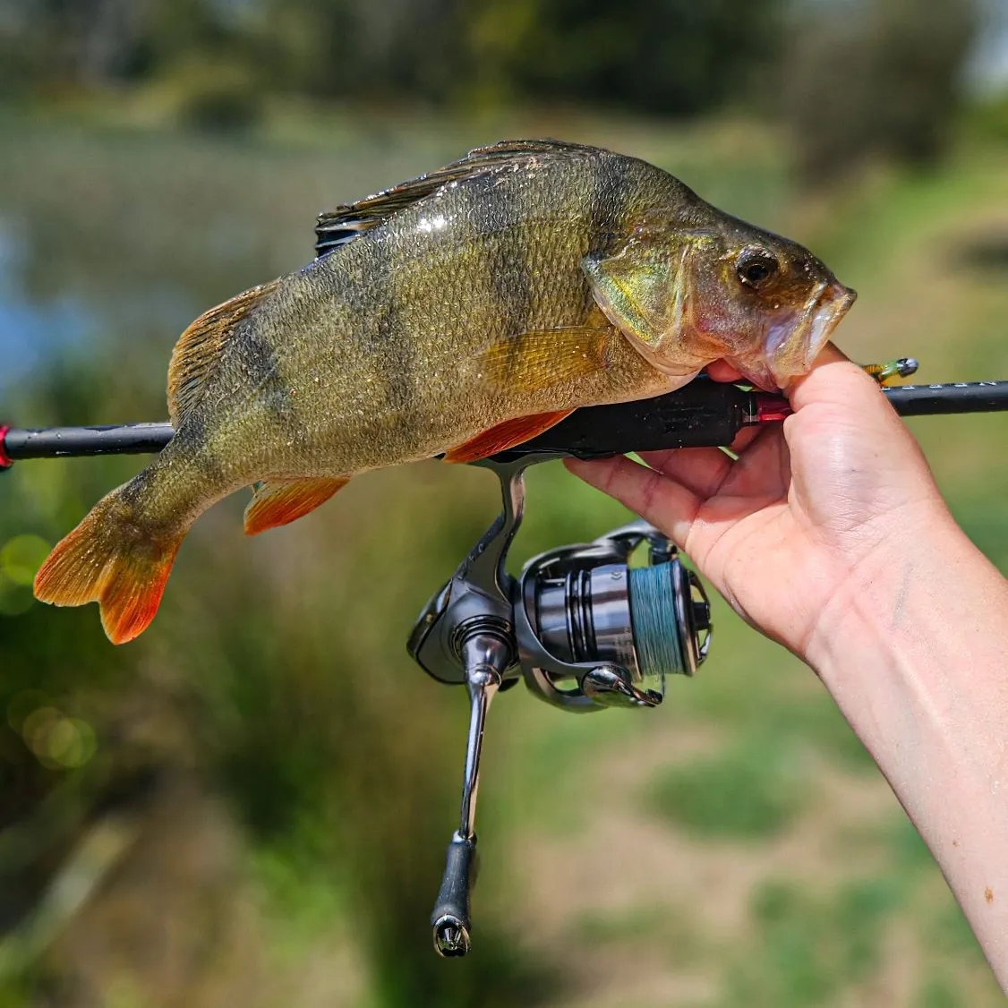 European perch caught on Fishbrain