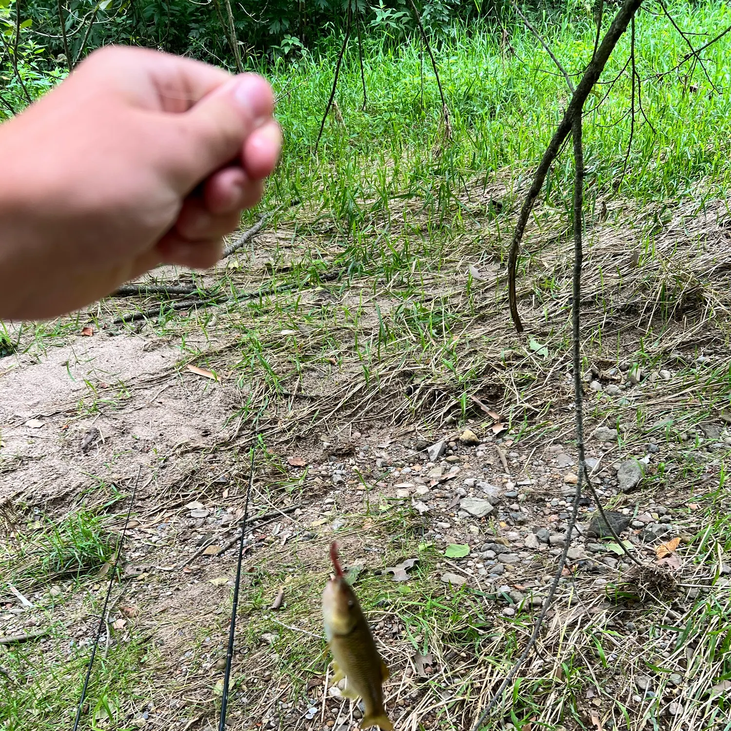 The most recent Hornyhead chub catches on Fishbrain