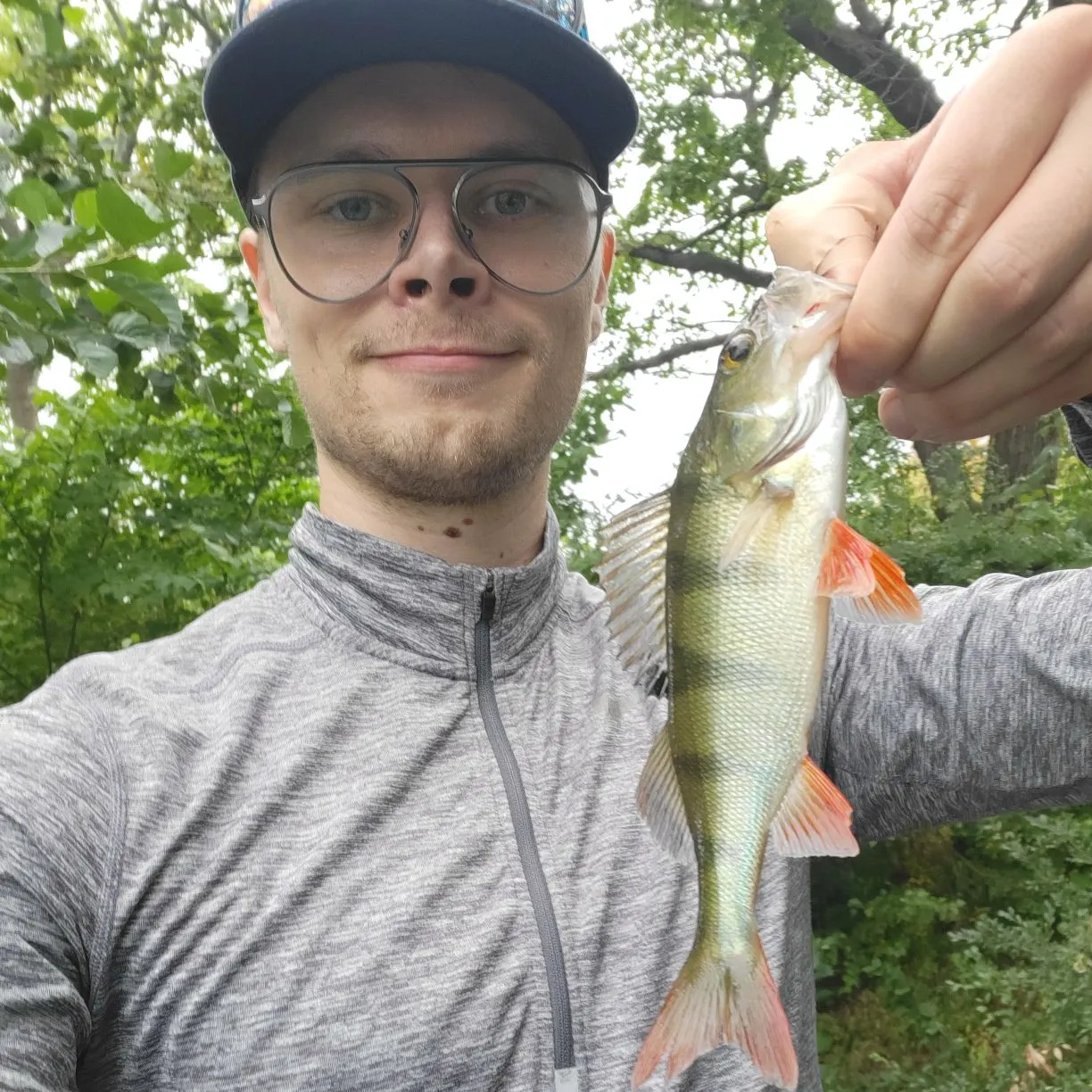 European perch caught on Fishbrain