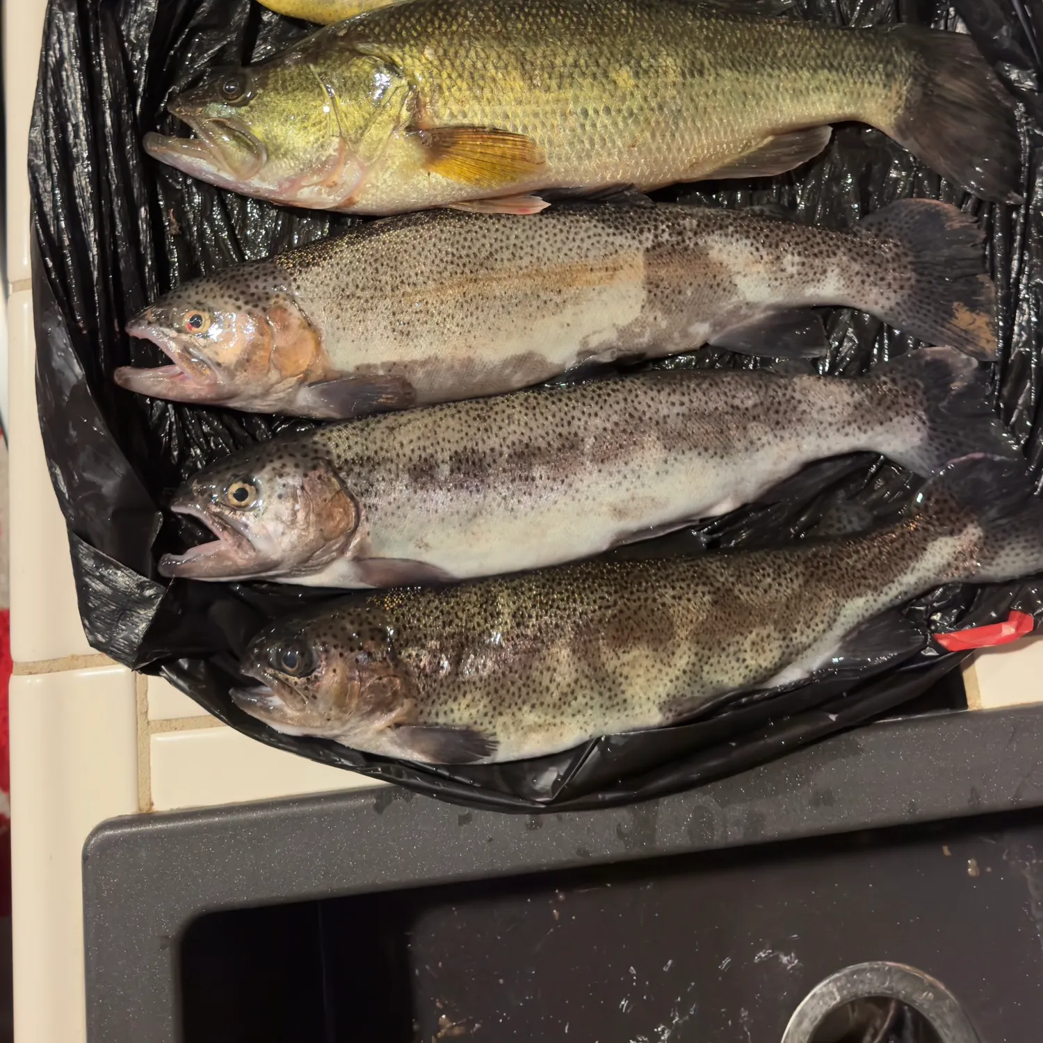 recently logged catches