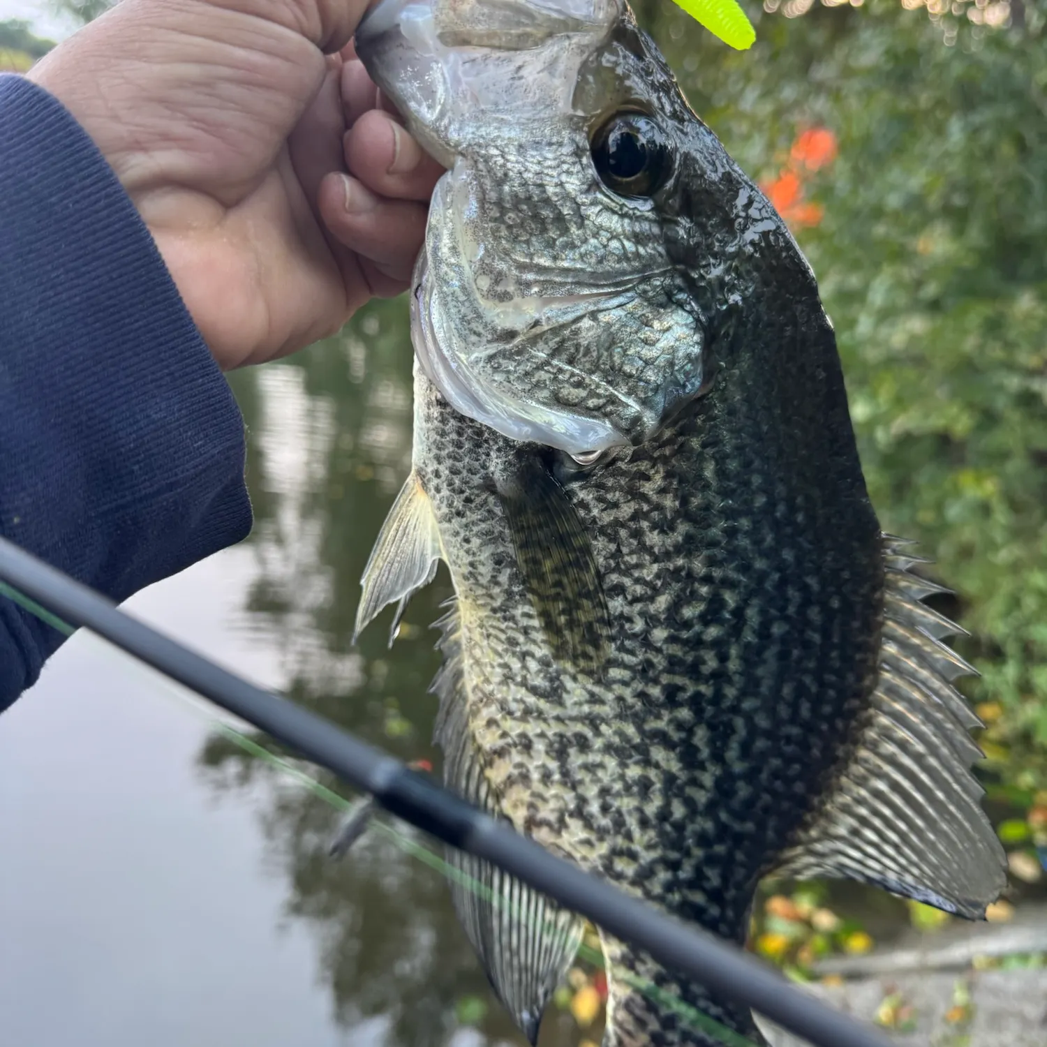 Black crappie caught on Fishbrain