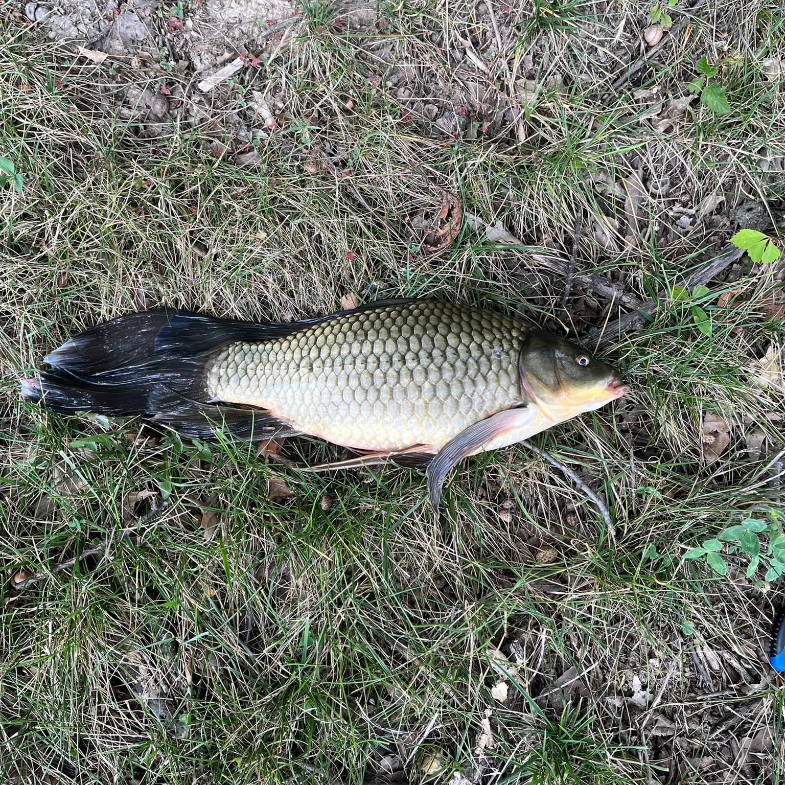 The most recent Ghost carp catches on Fishbrain