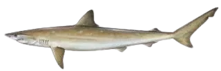 Pacific sharpnose shark