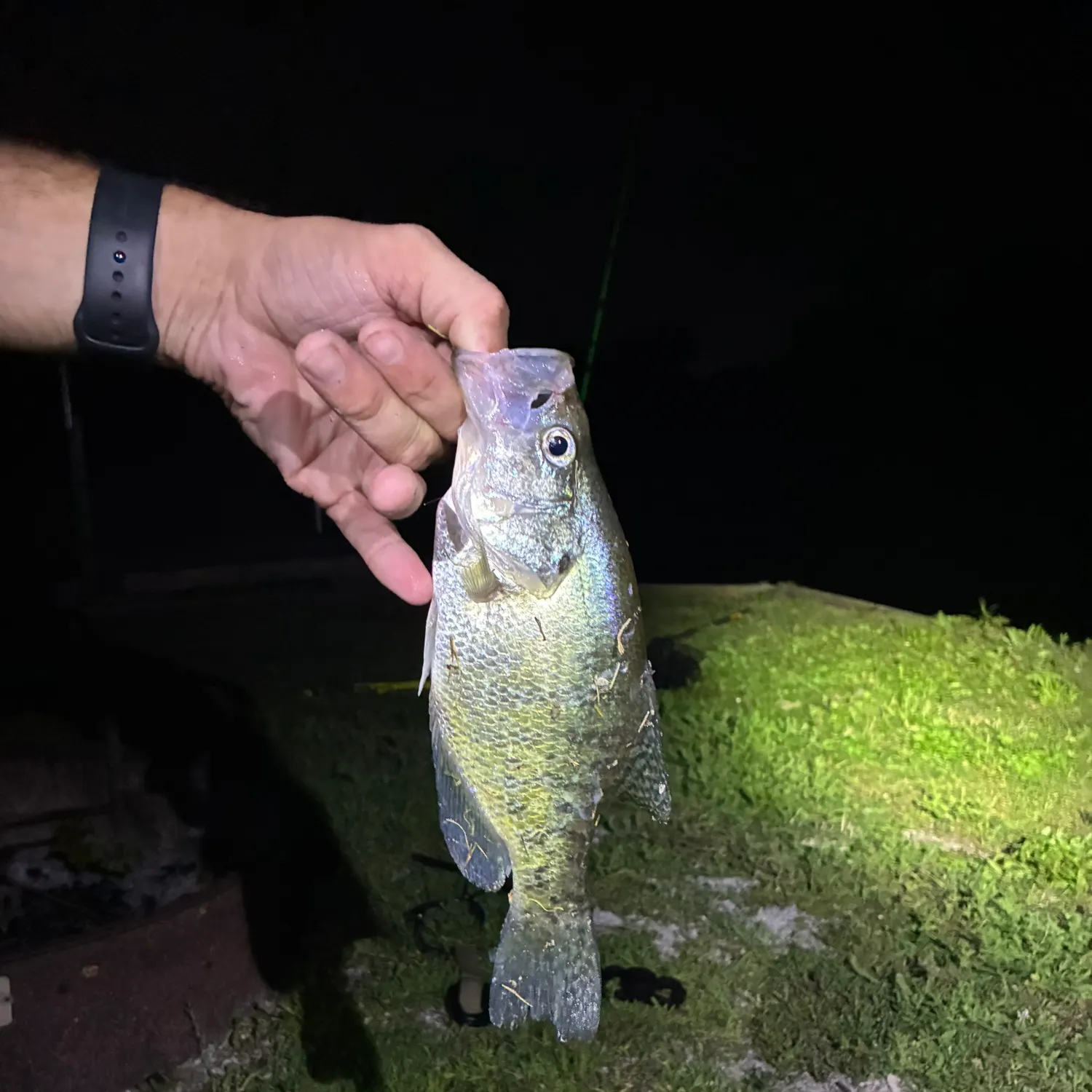 The most recent White crappie catches on Fishbrain