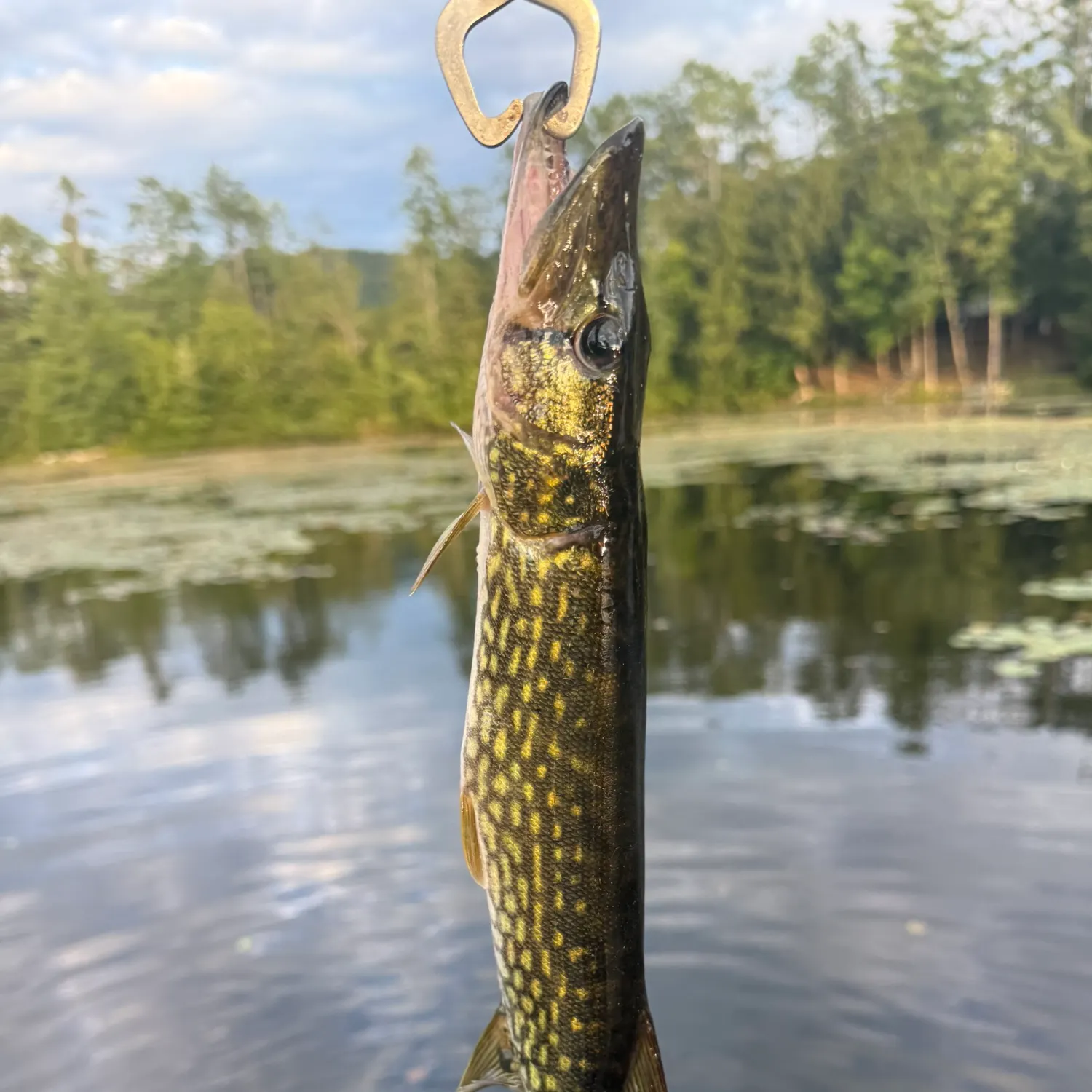 Chain pickerel caught on Fishbrain