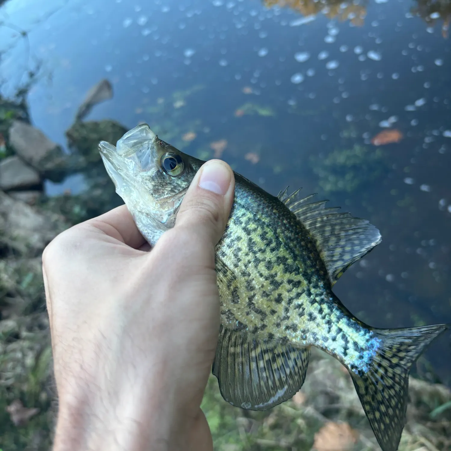 Black crappie caught on Fishbrain