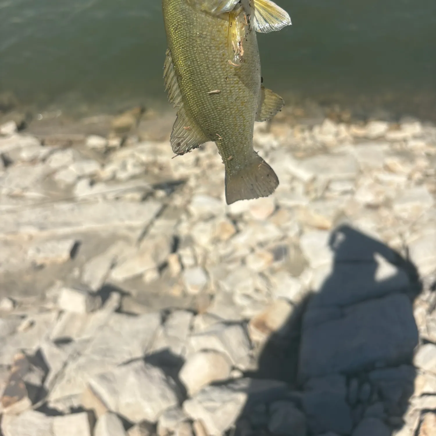 Smallmouth bass caught on Fishbrain