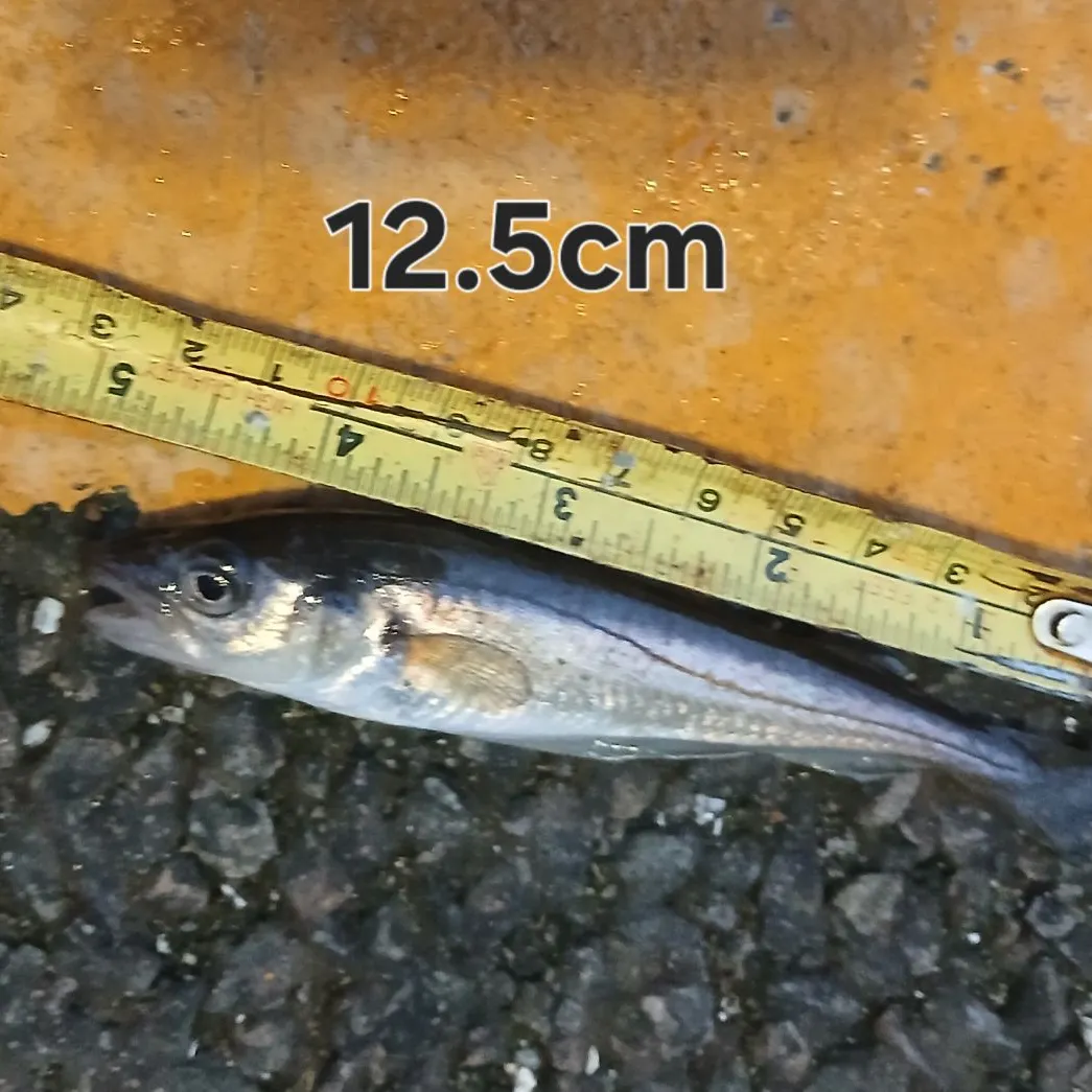Whiting caught on Fishbrain