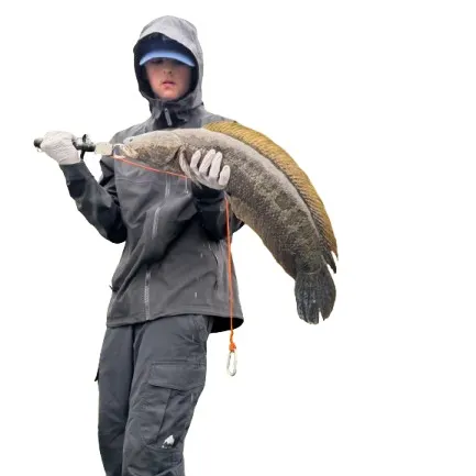 The most recent Northern snakehead catches on Fishbrain