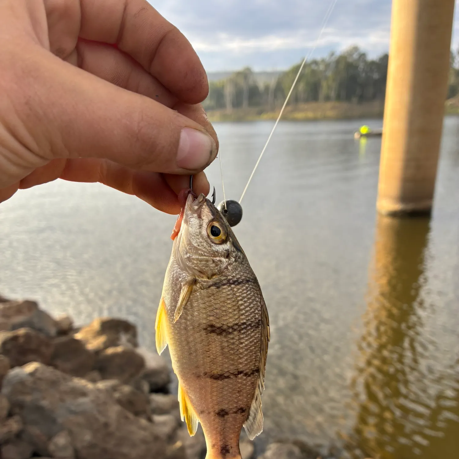 Bidyan perch caught on Fishbrain