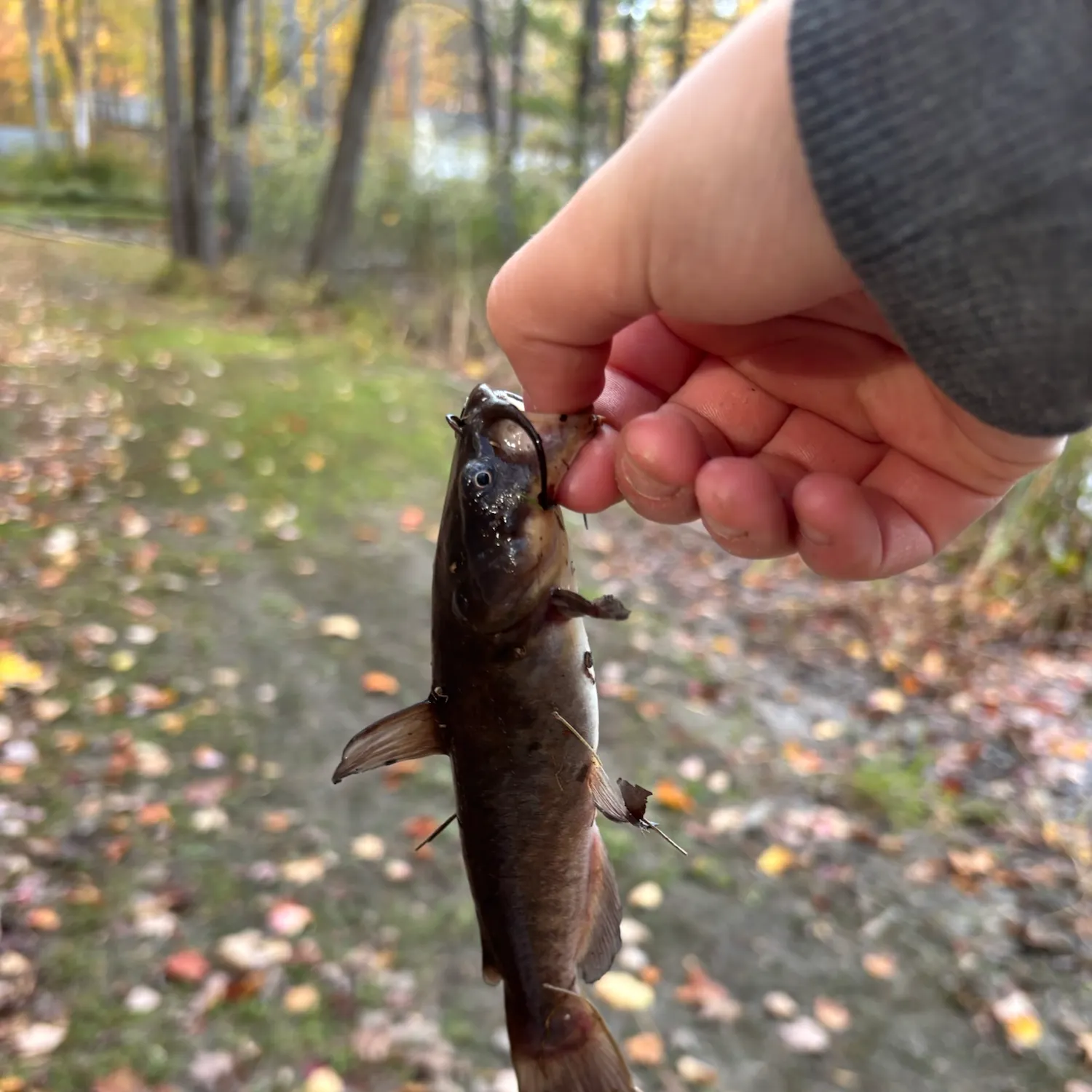 Black bullhead caught on Fishbrain