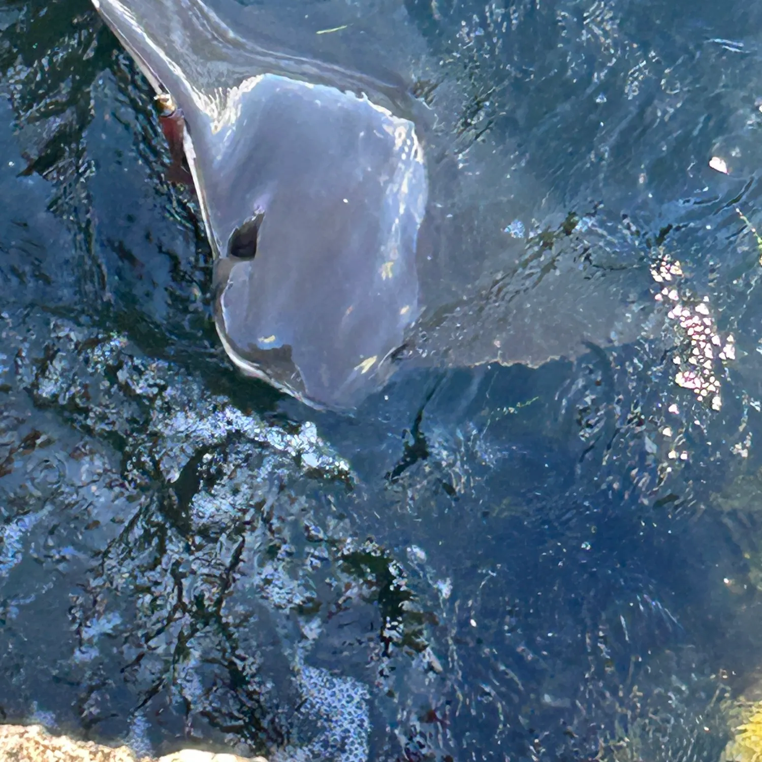 The most recent Cownose Ray catches on Fishbrain