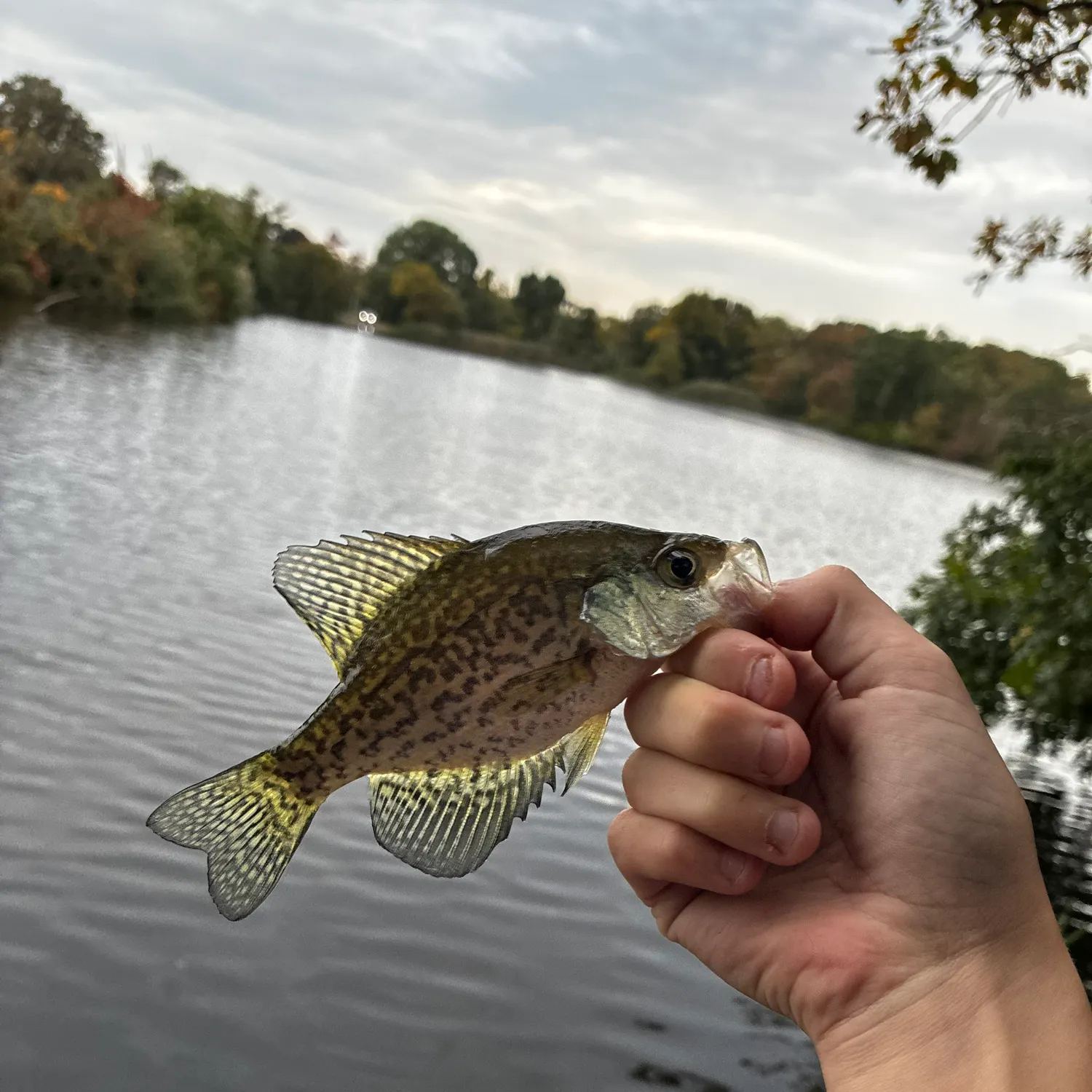 Black crappie caught on Fishbrain