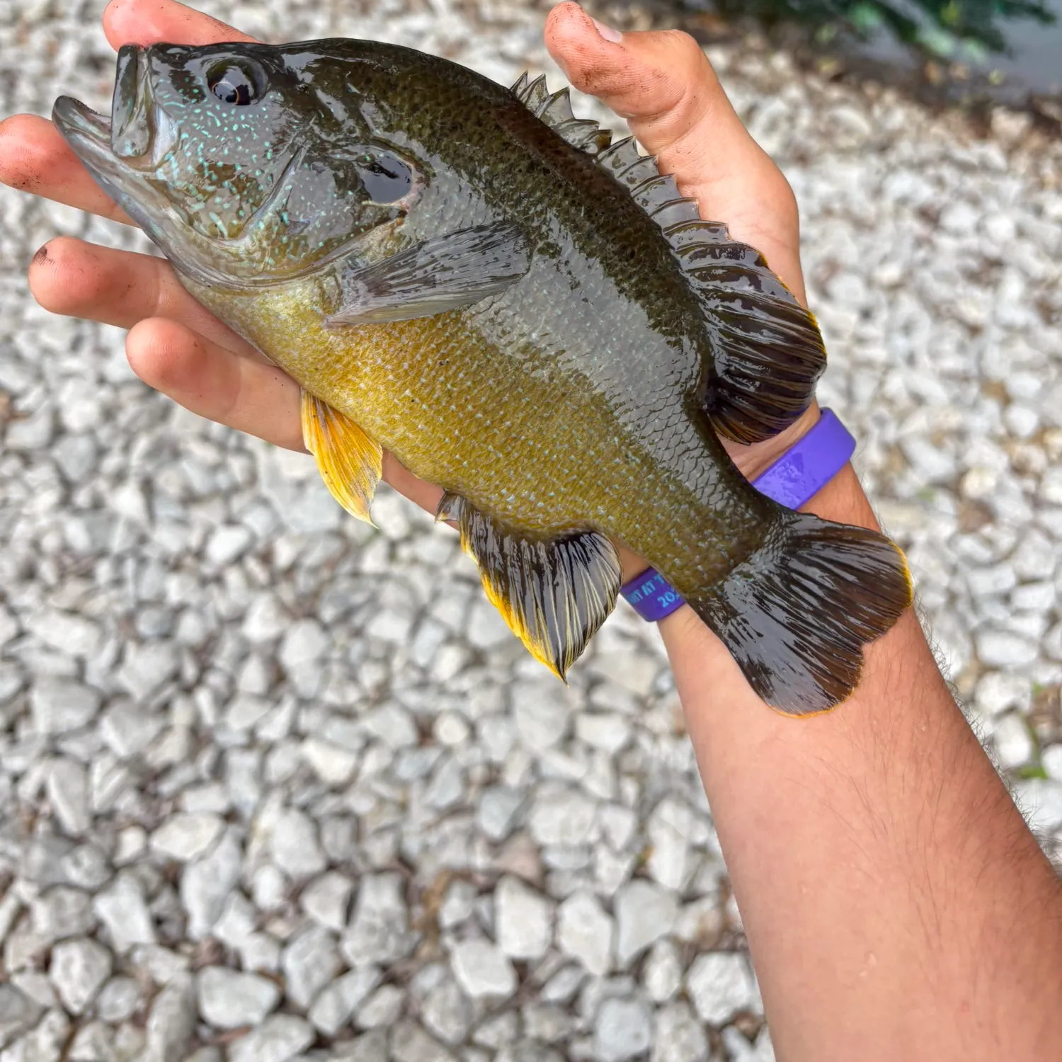 The most recent Green sunfish catches on Fishbrain