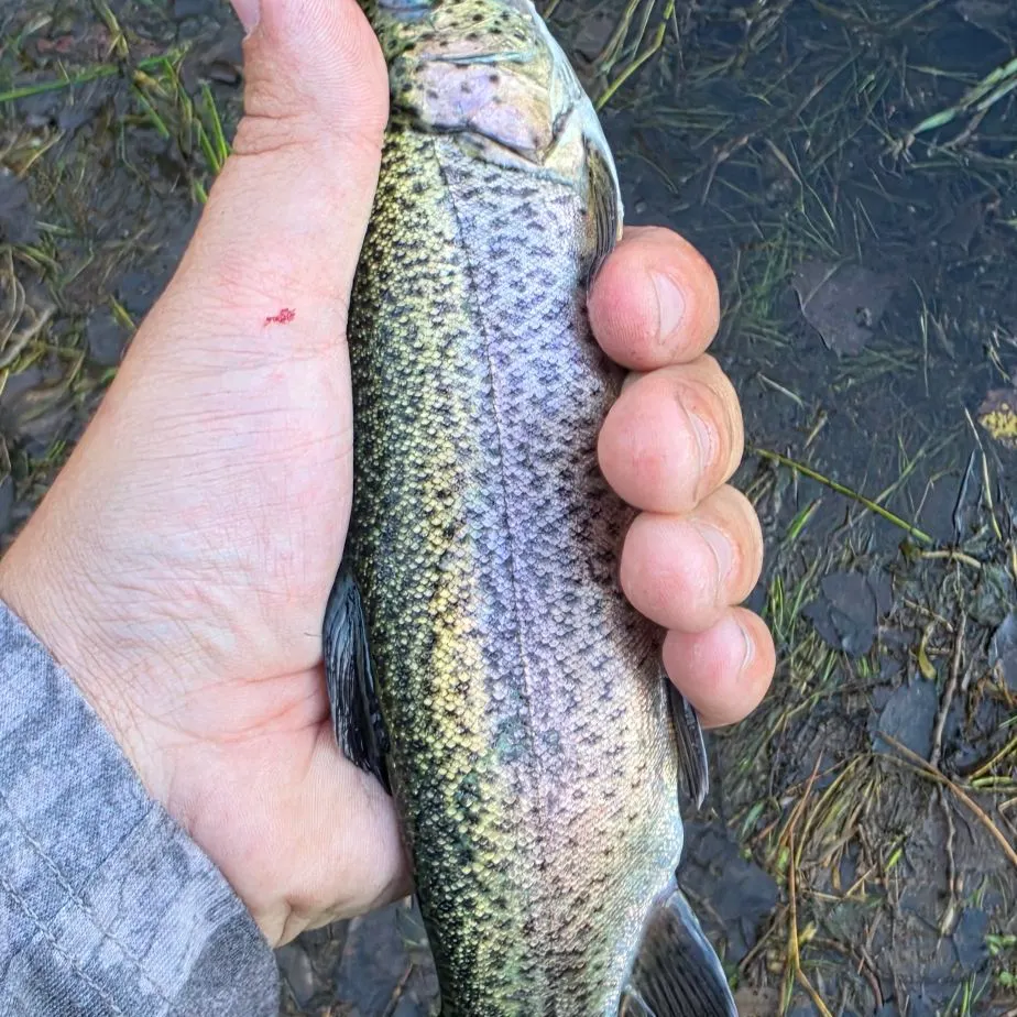 Rainbow trout caught on Fishbrain