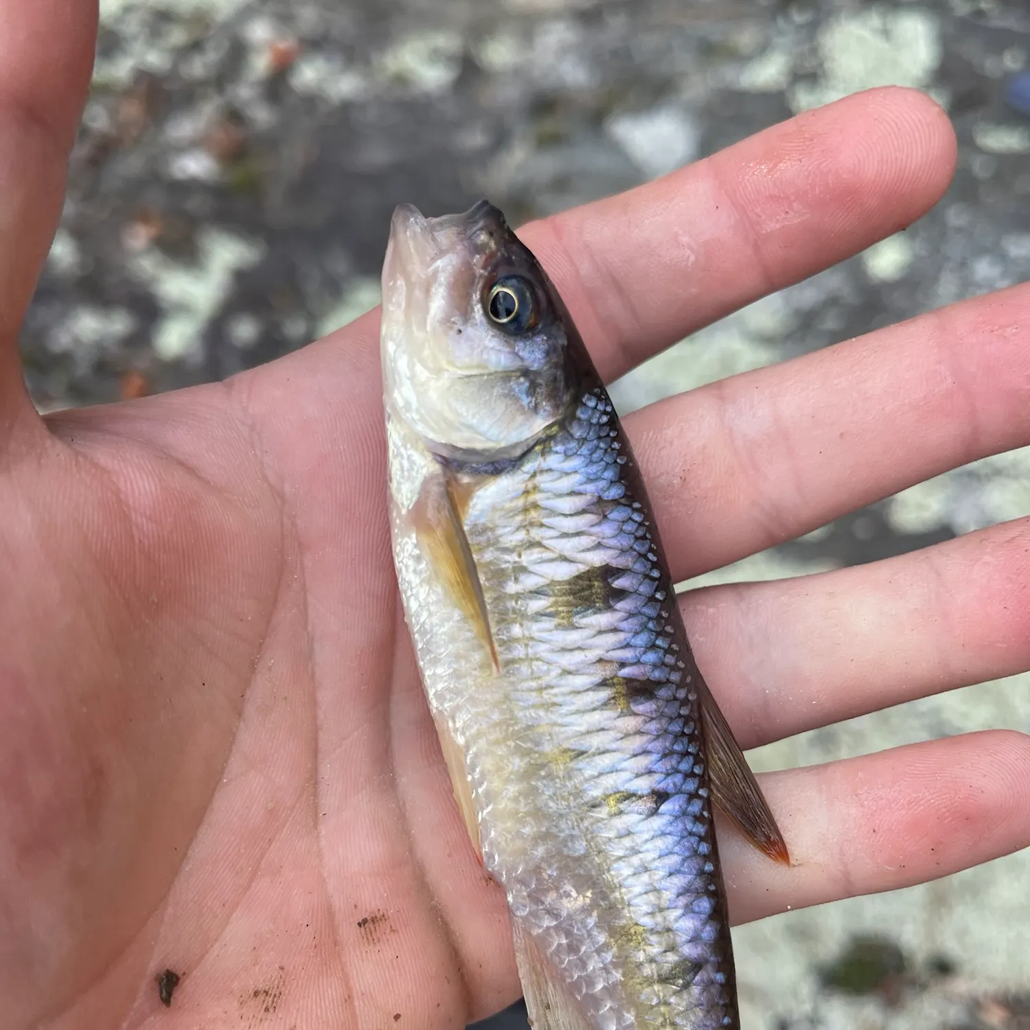 Striped shiner caught on Fishbrain