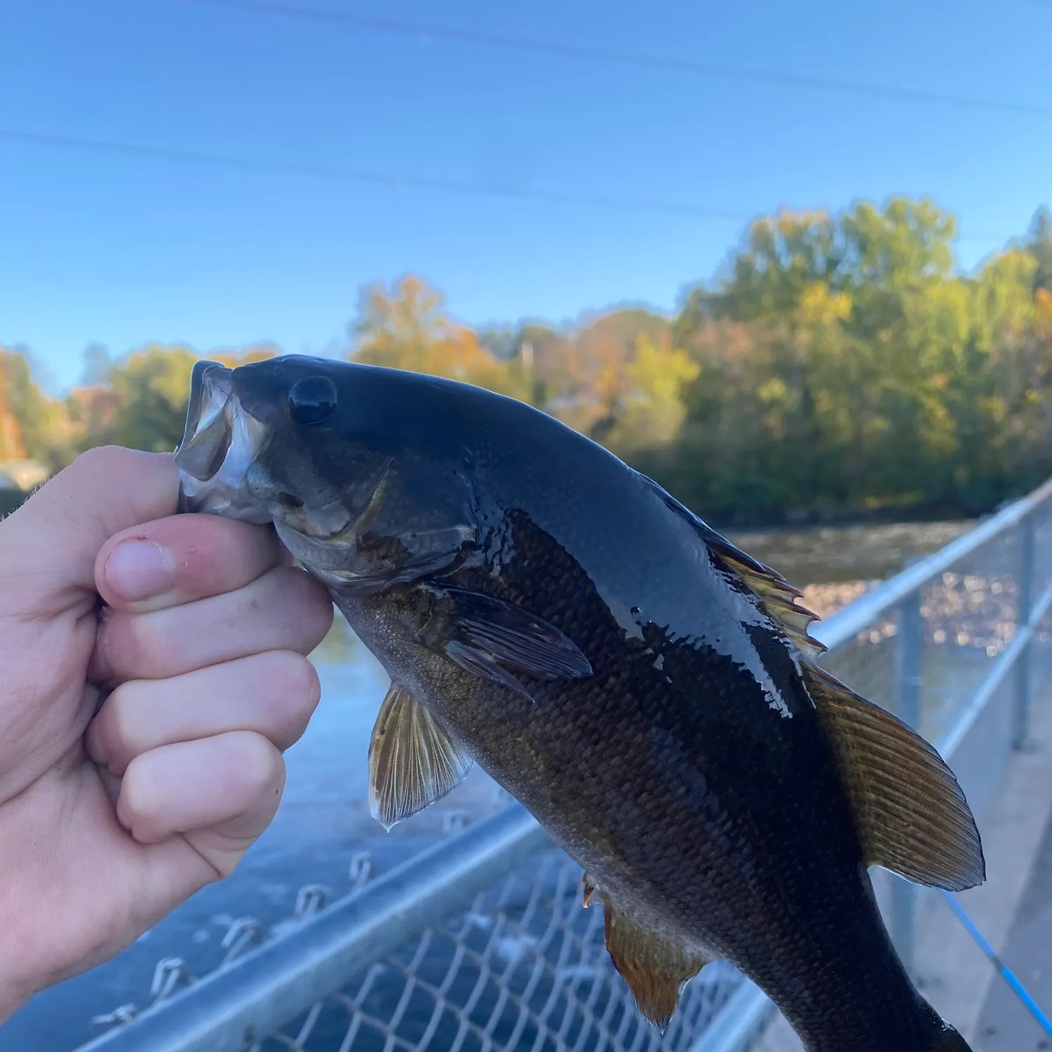 Smallmouth bass caught on Fishbrain