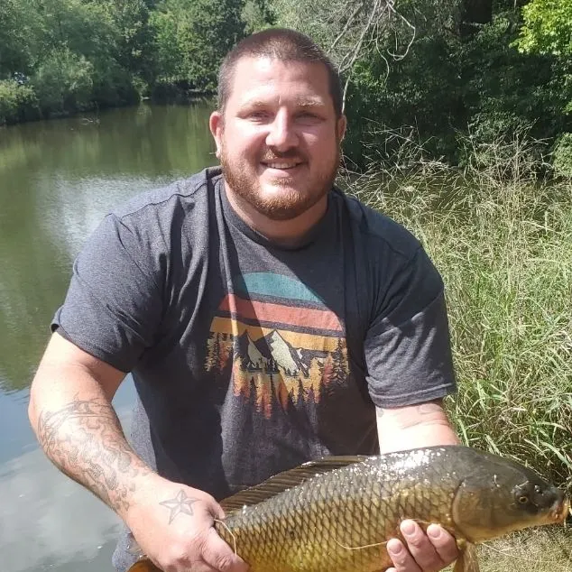 Common carp caught on Fishbrain