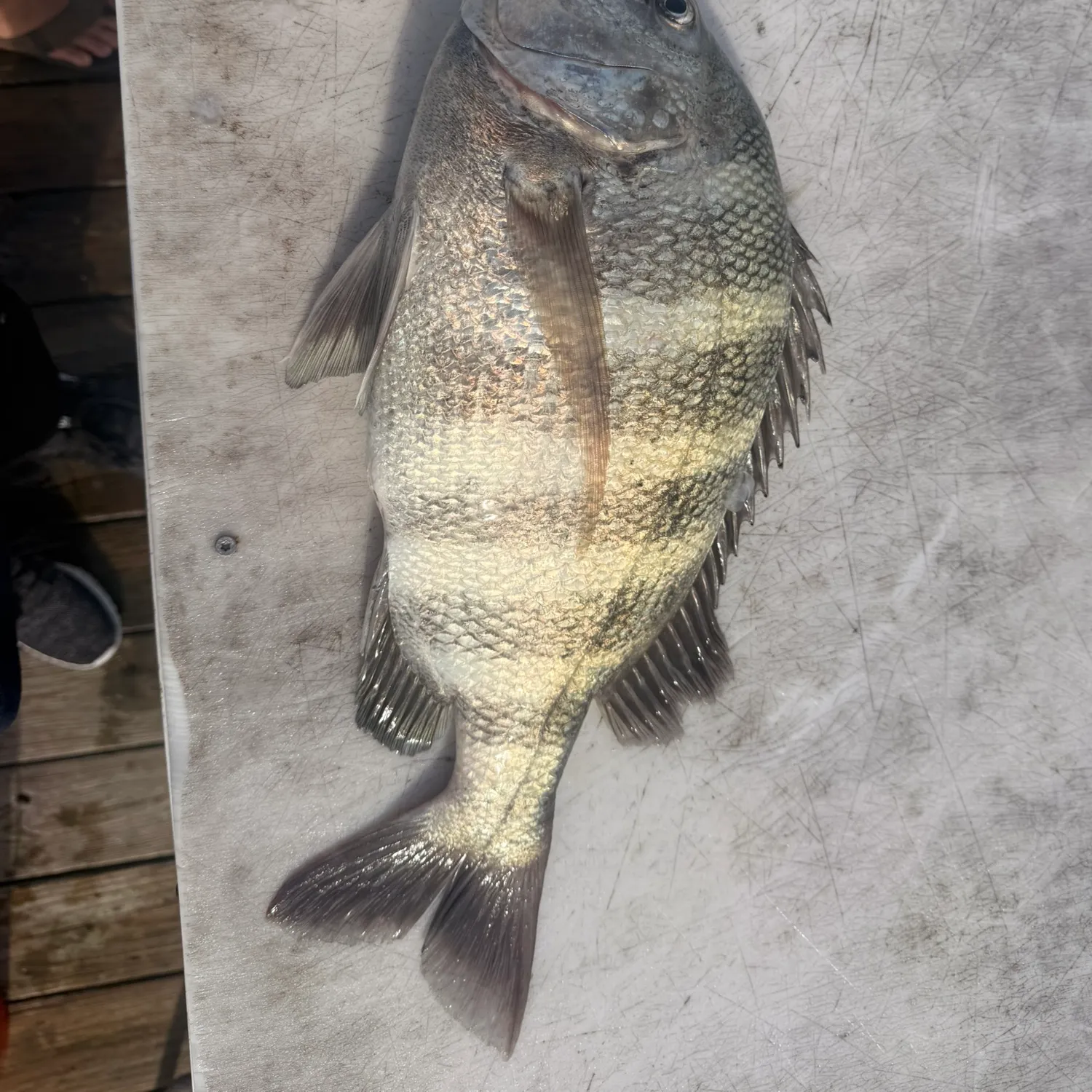 The most recent Sheepshead catches on Fishbrain