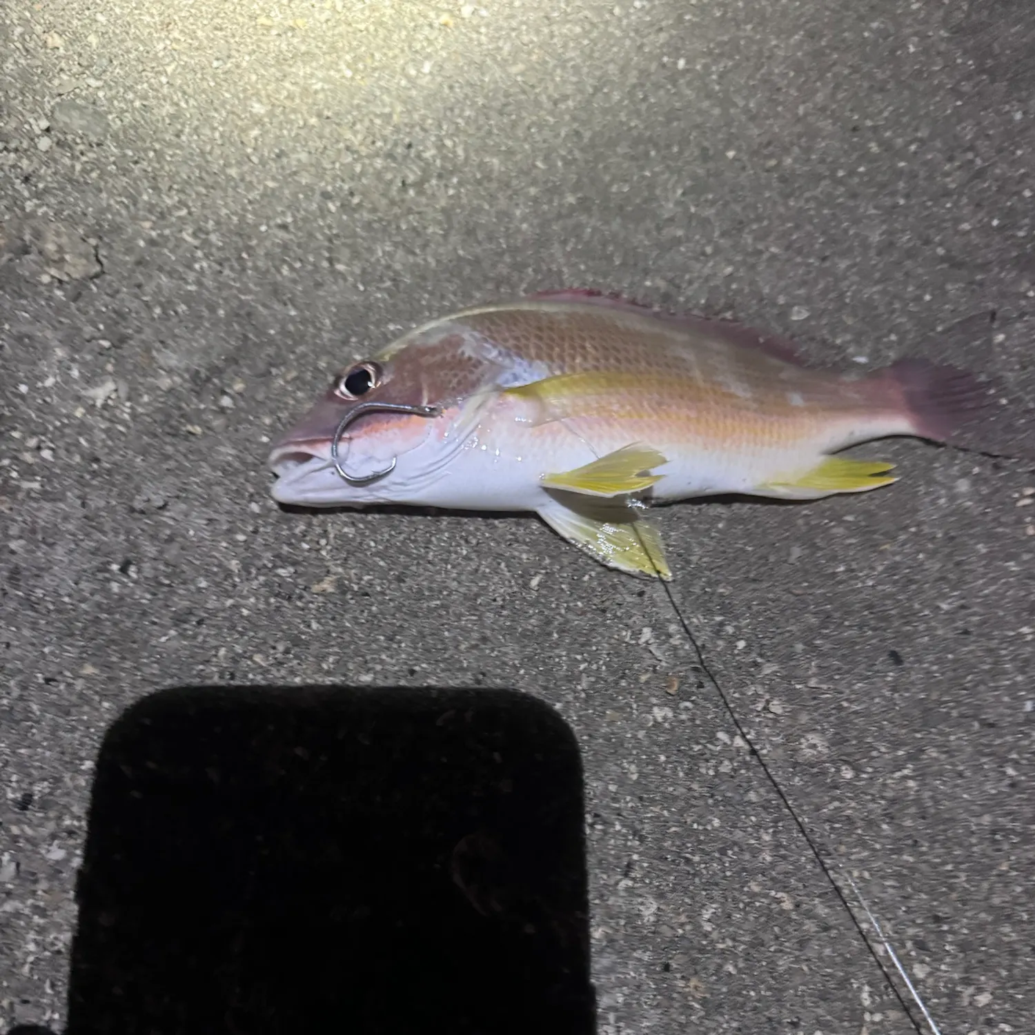 Blacktail snapper caught on Fishbrain