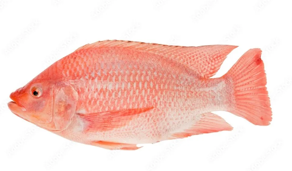 Red tilapia