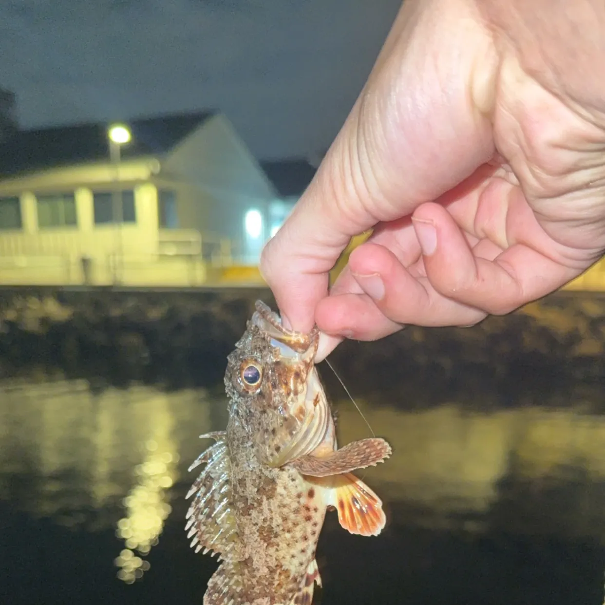 California scorpionfish caught on Fishbrain