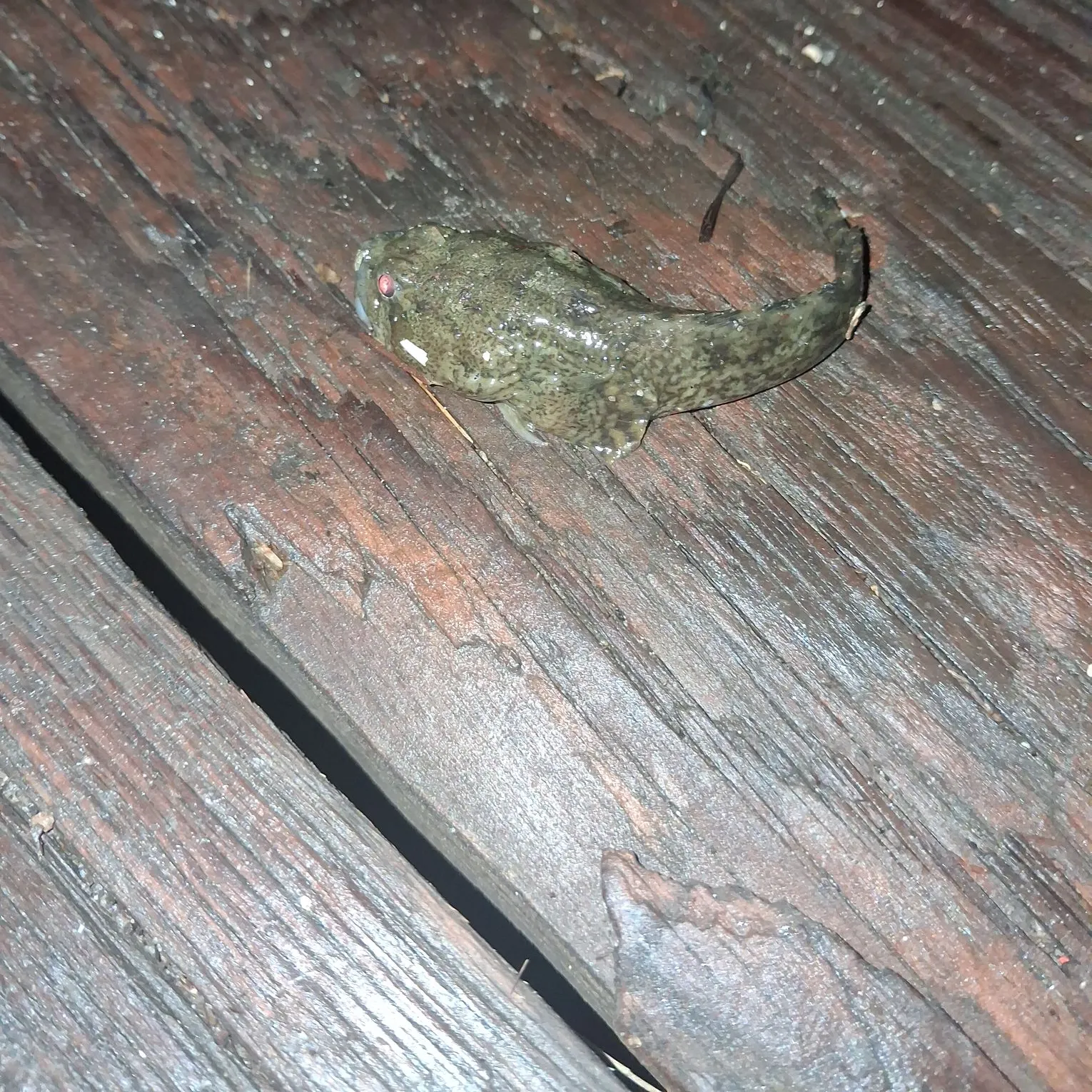 The most recent Oyster toadfish catches on Fishbrain