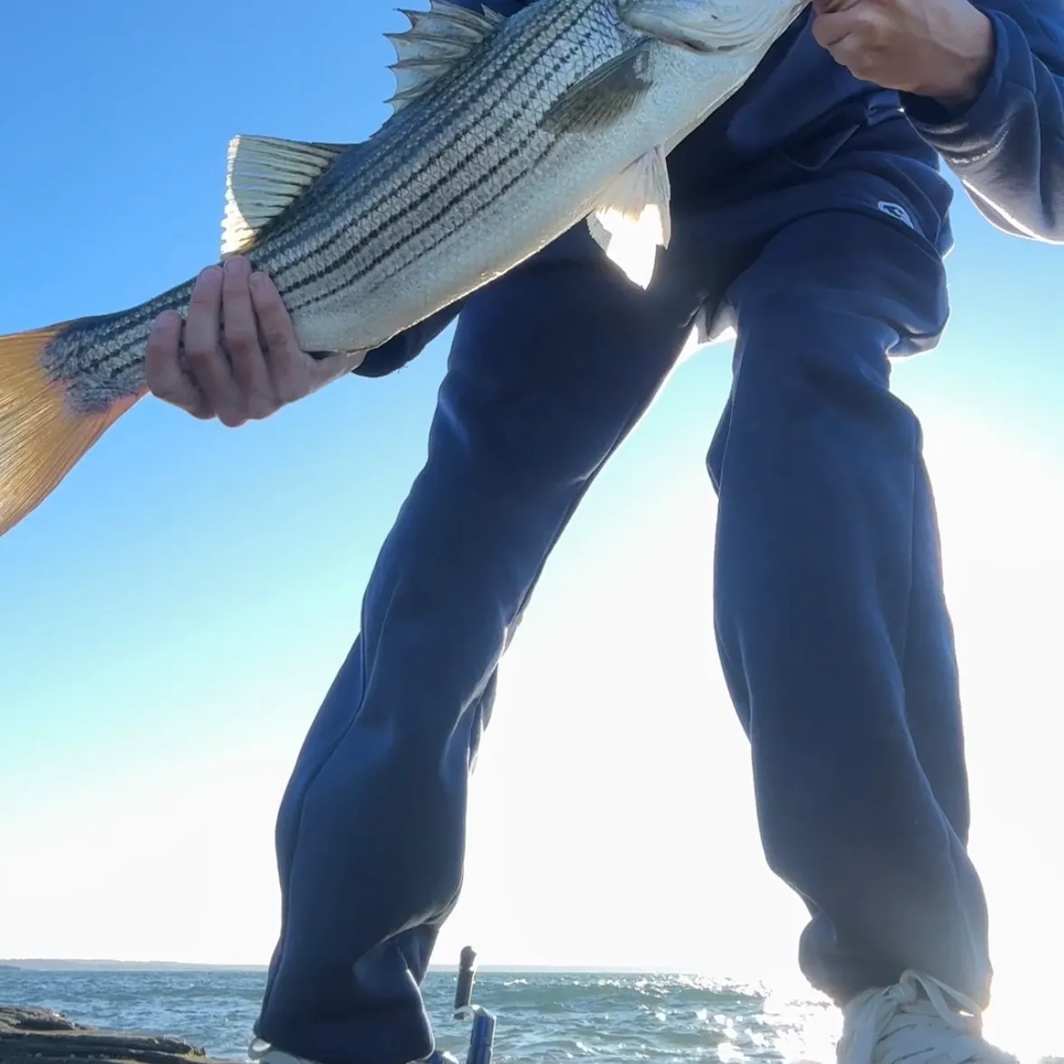 Striped bass caught on Fishbrain