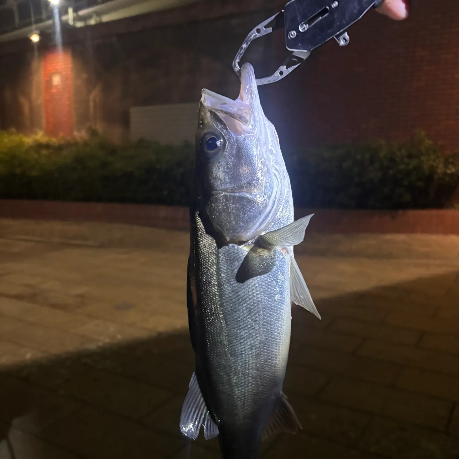 The most recent Japanese seabass catches on Fishbrain