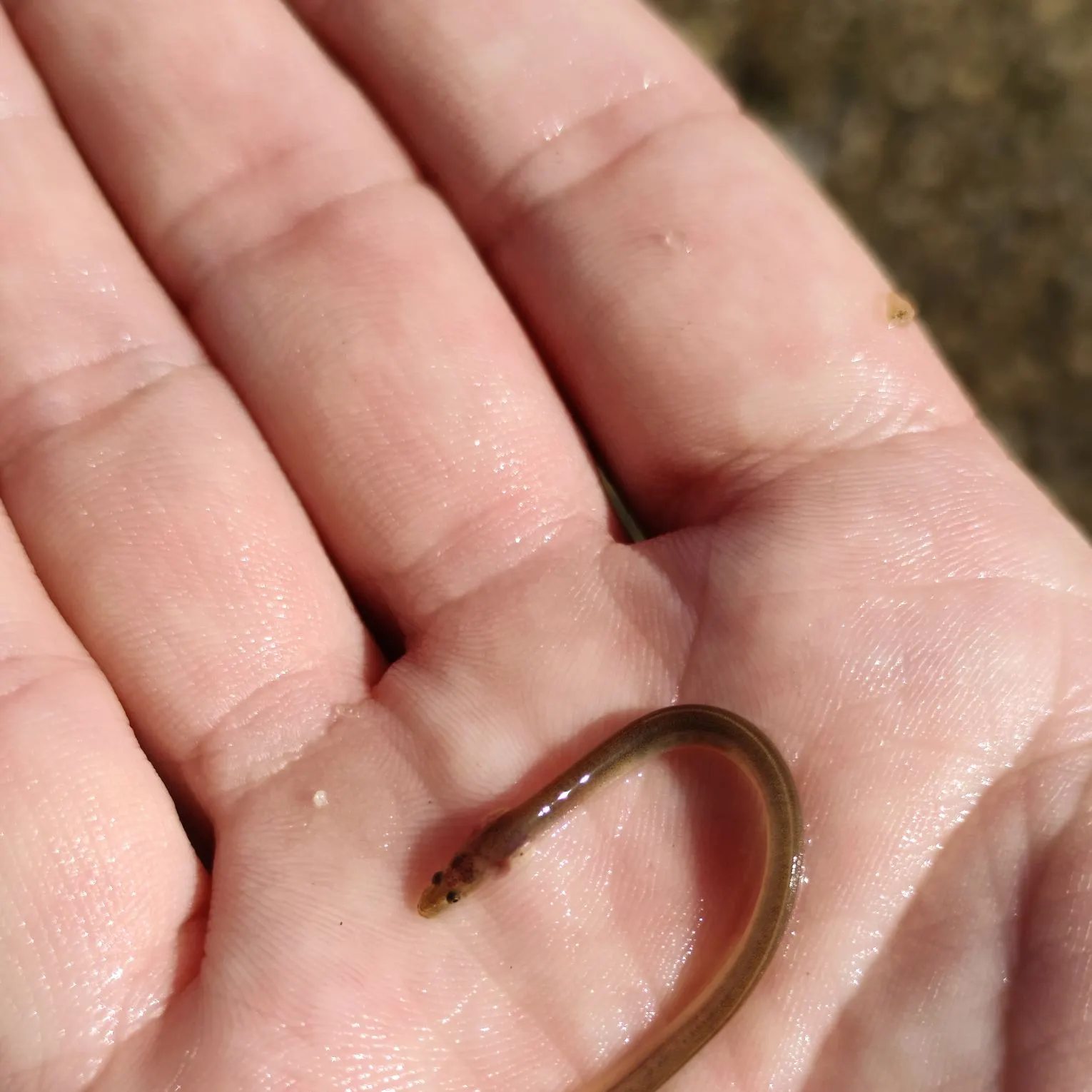 The most recent European eel catches on Fishbrain