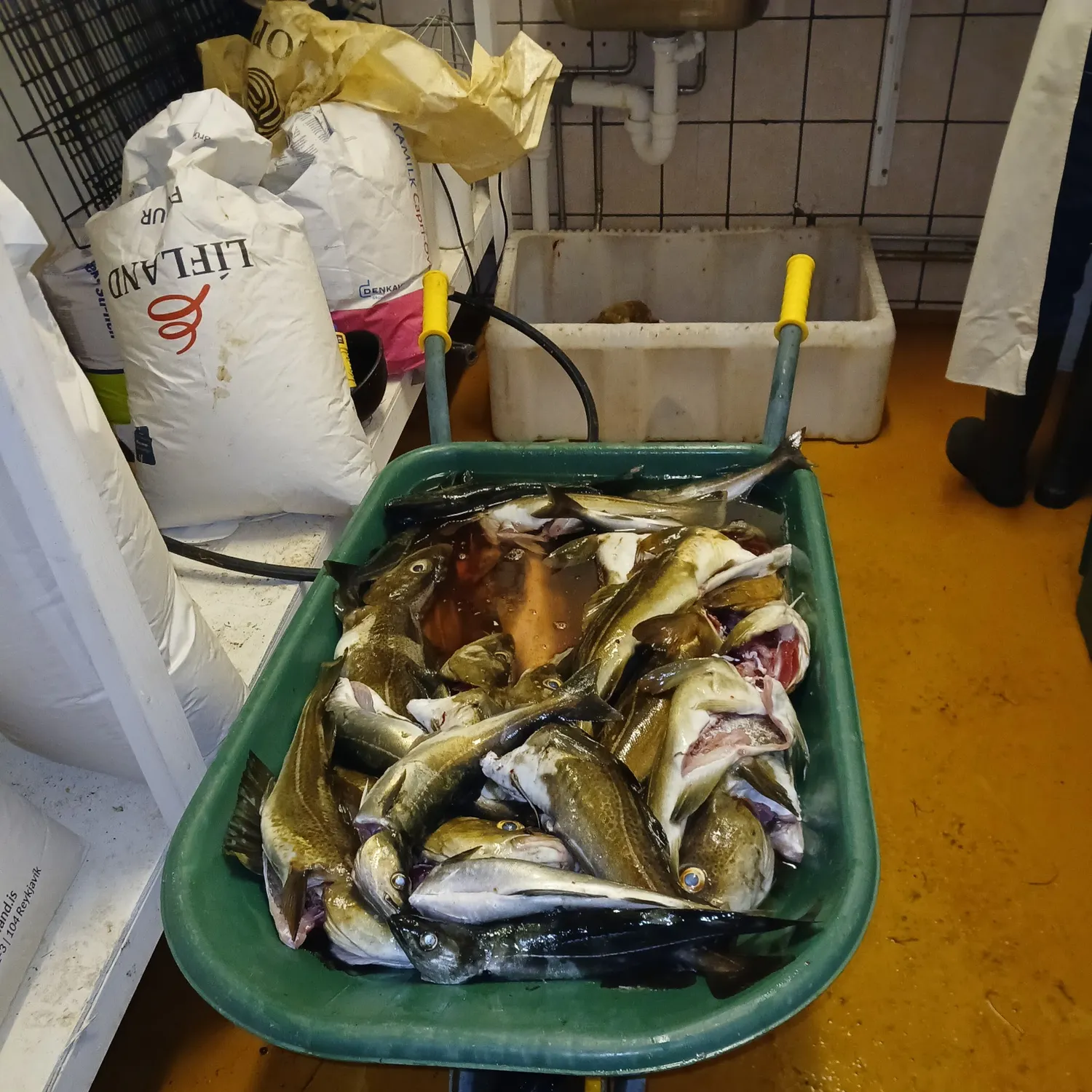 The most recent Atlantic cod catches on Fishbrain
