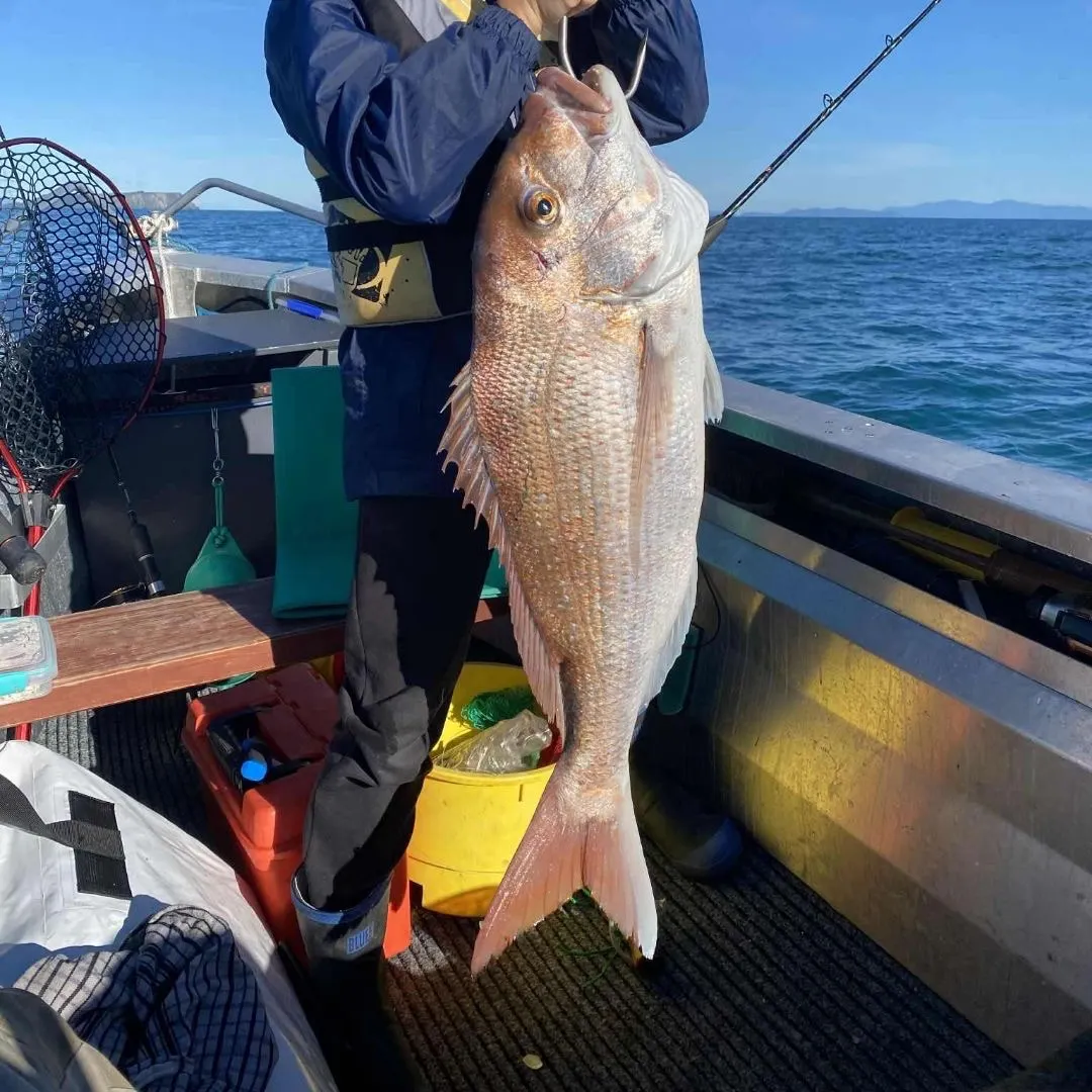 Australasian snapper caught on Fishbrain