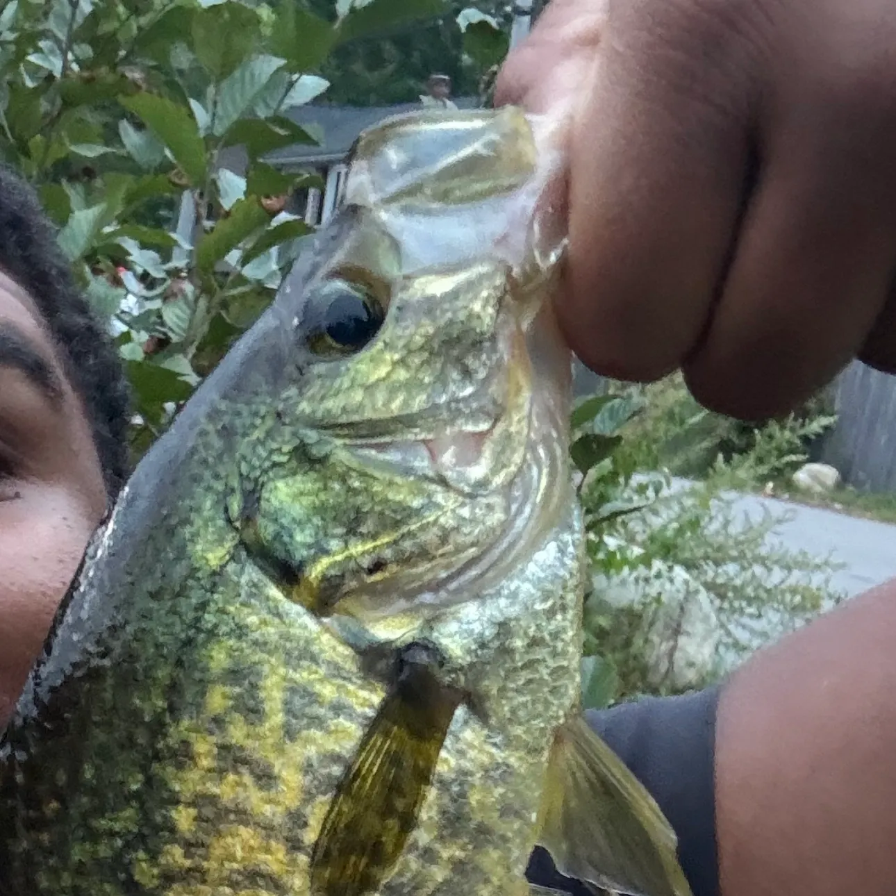 Black crappie caught on Fishbrain