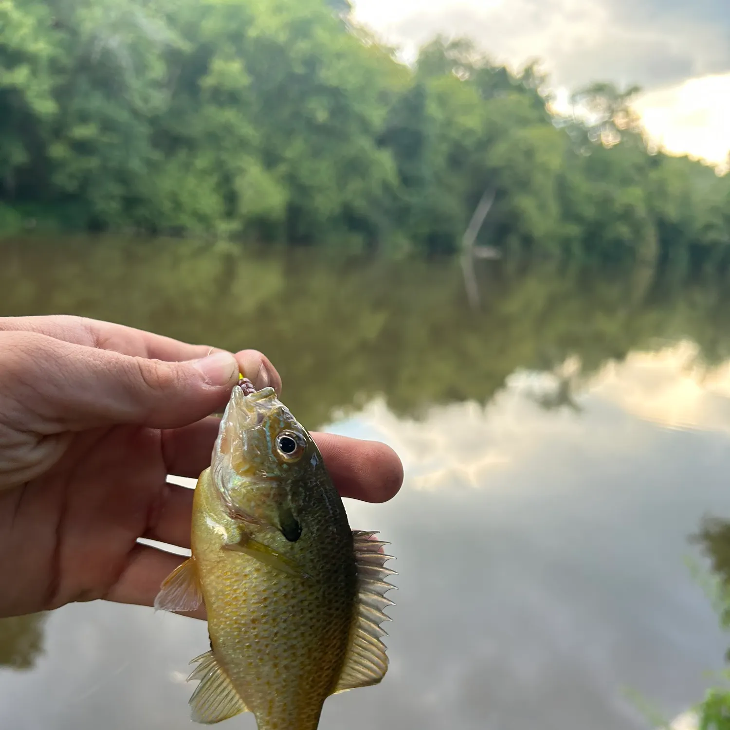 Redbreast sunfish caught on Fishbrain