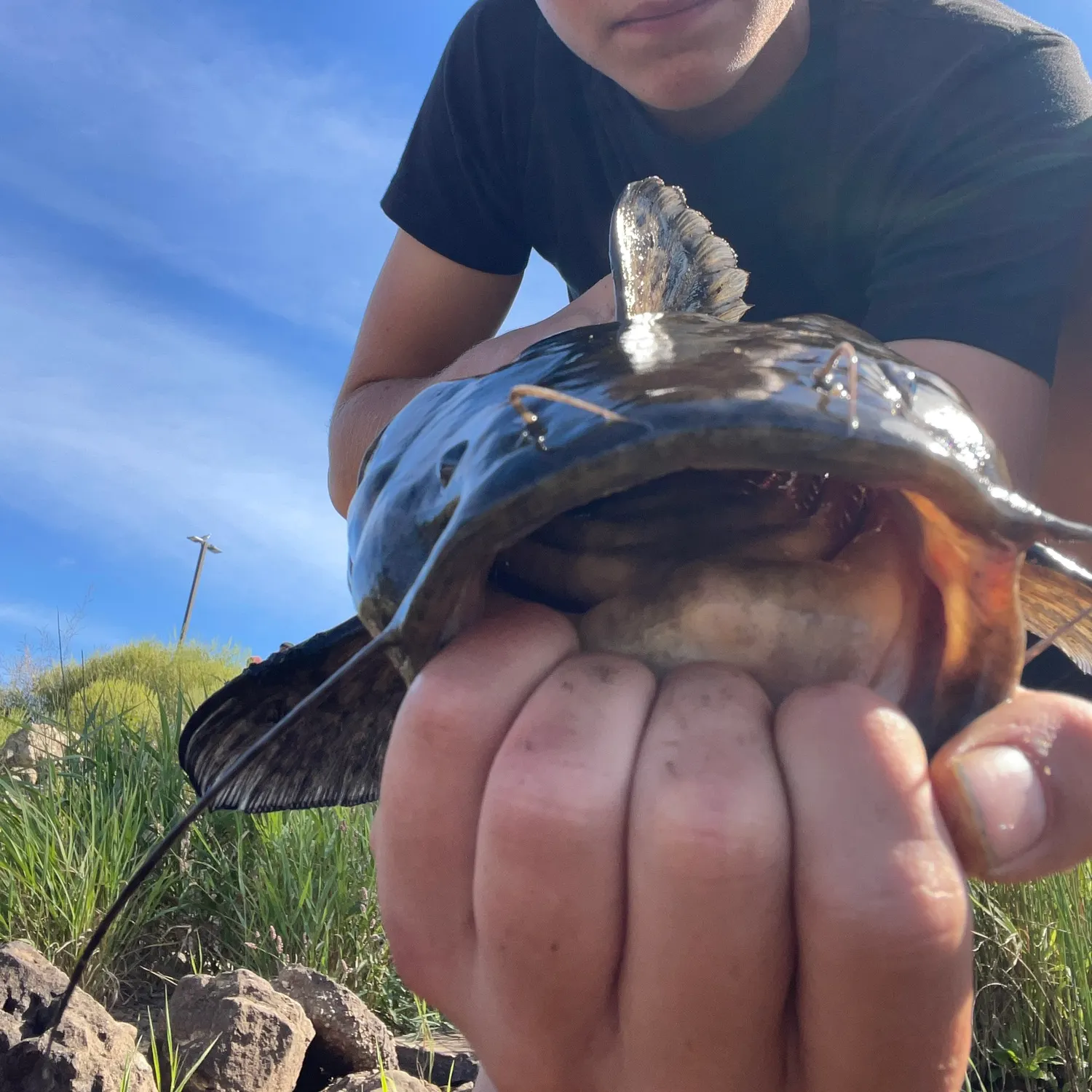 Flathead catfish caught on Fishbrain