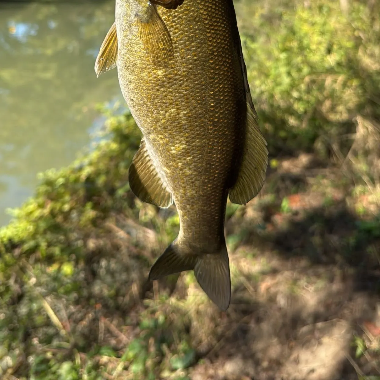 Smallmouth bass caught on Fishbrain
