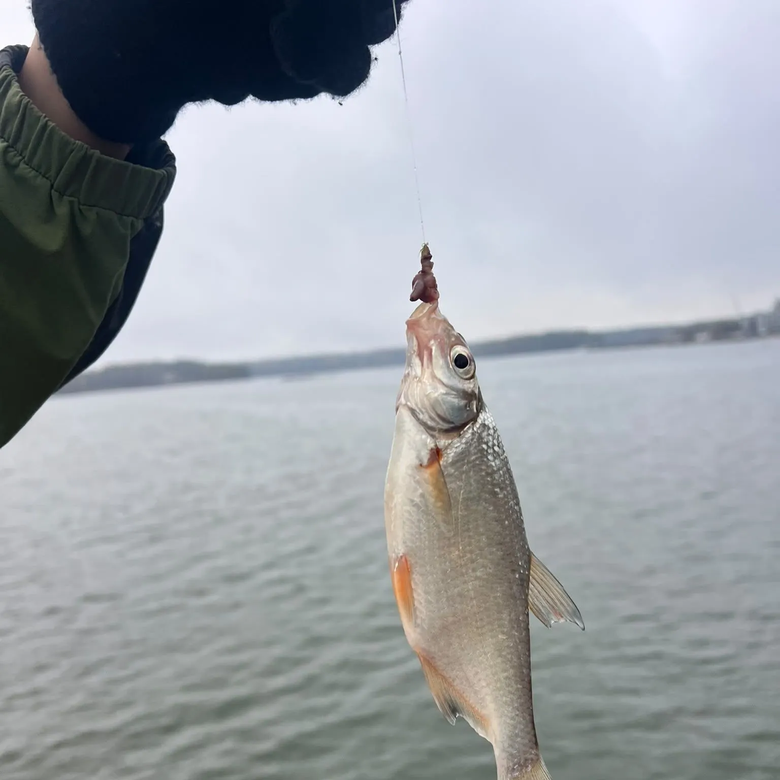 Common roach caught on Fishbrain