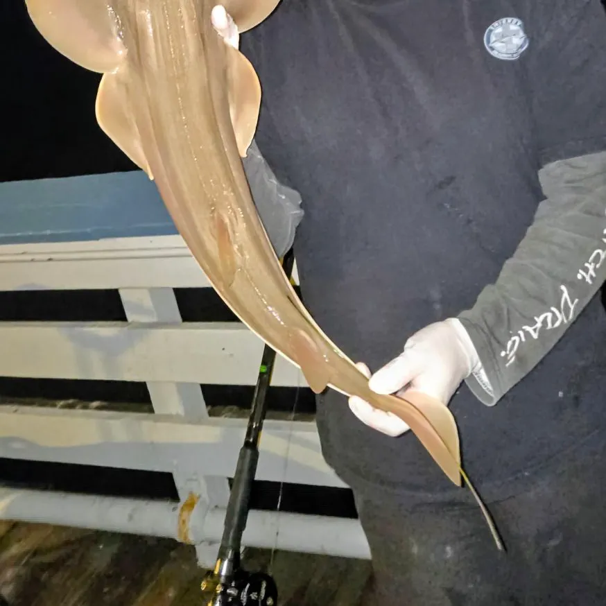 Pacific shovelnose guitarfish caught on Fishbrain