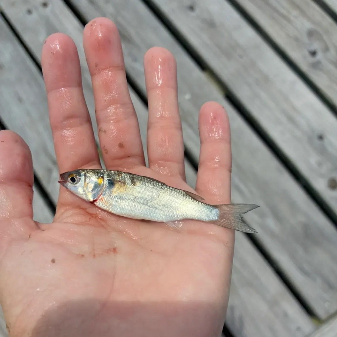 The most recent White mullet catches on Fishbrain
