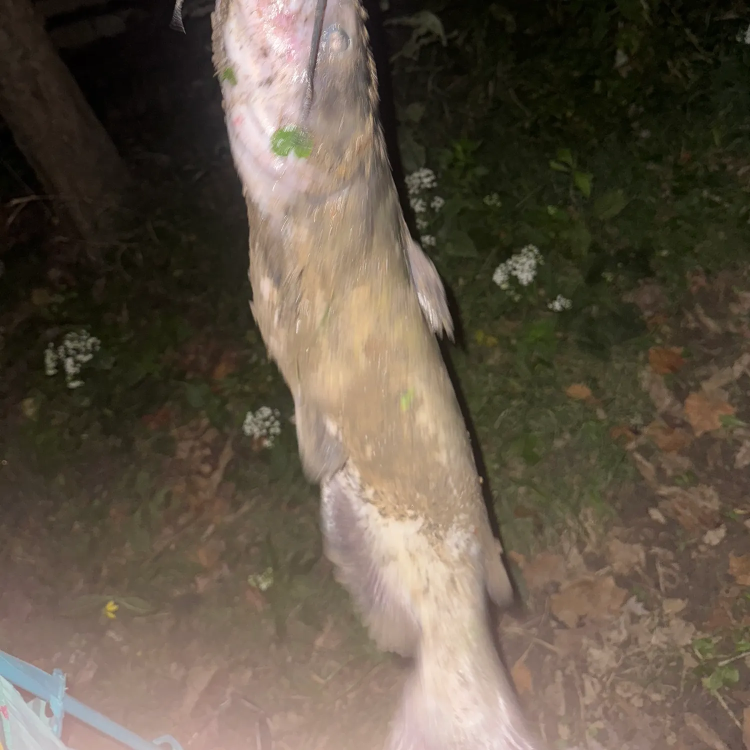 Channel catfish caught on Fishbrain