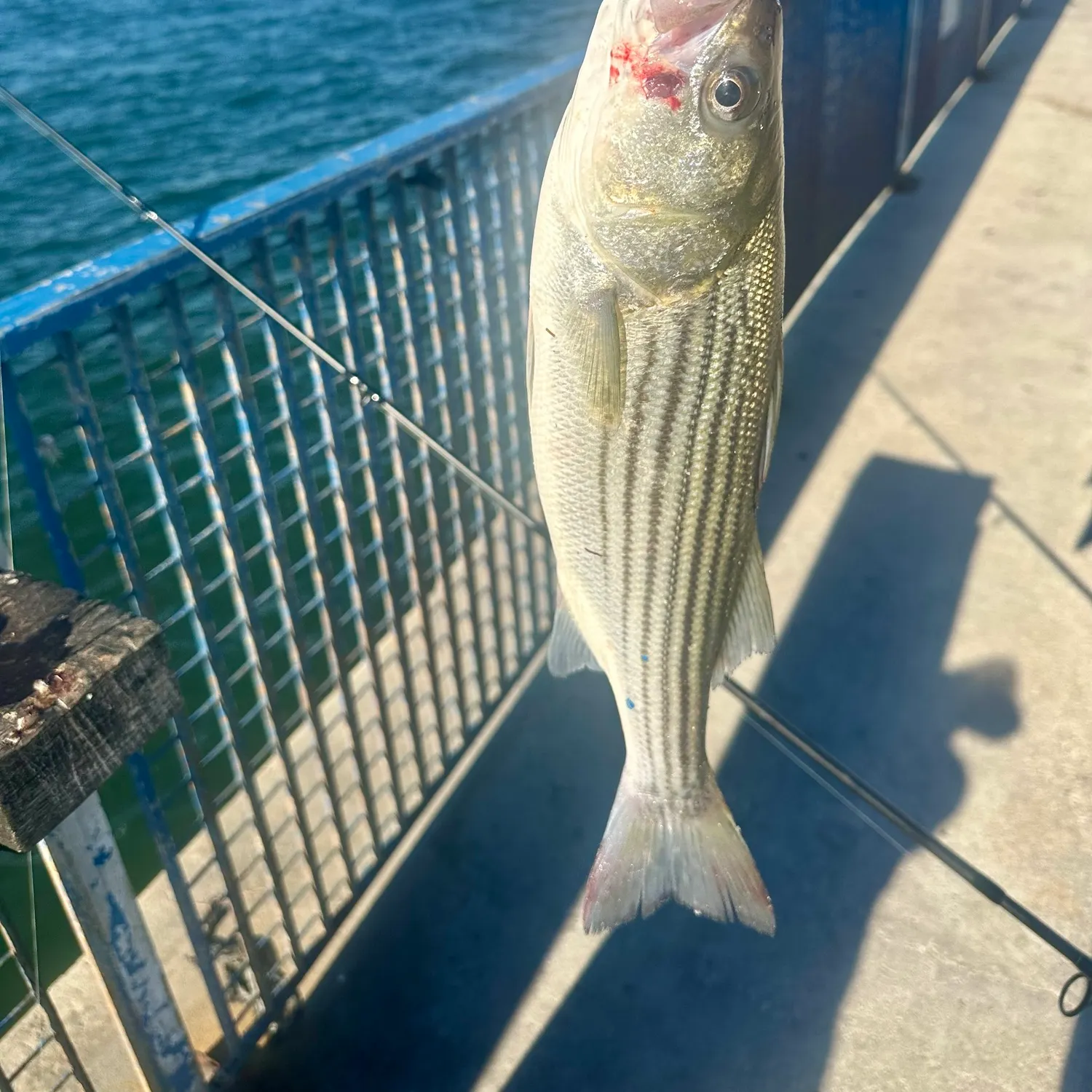 Striped bass caught on Fishbrain