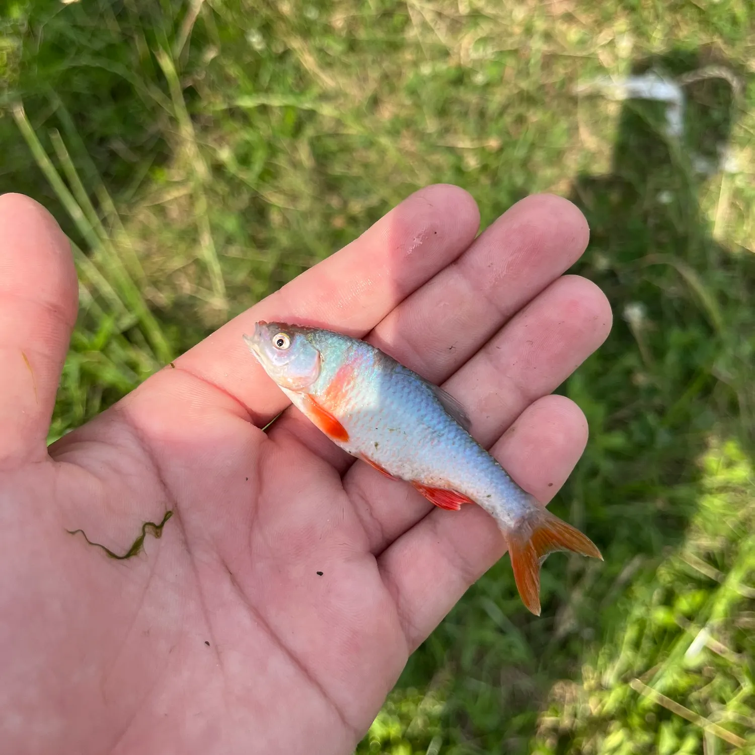 The most recent Red shiner catches on Fishbrain