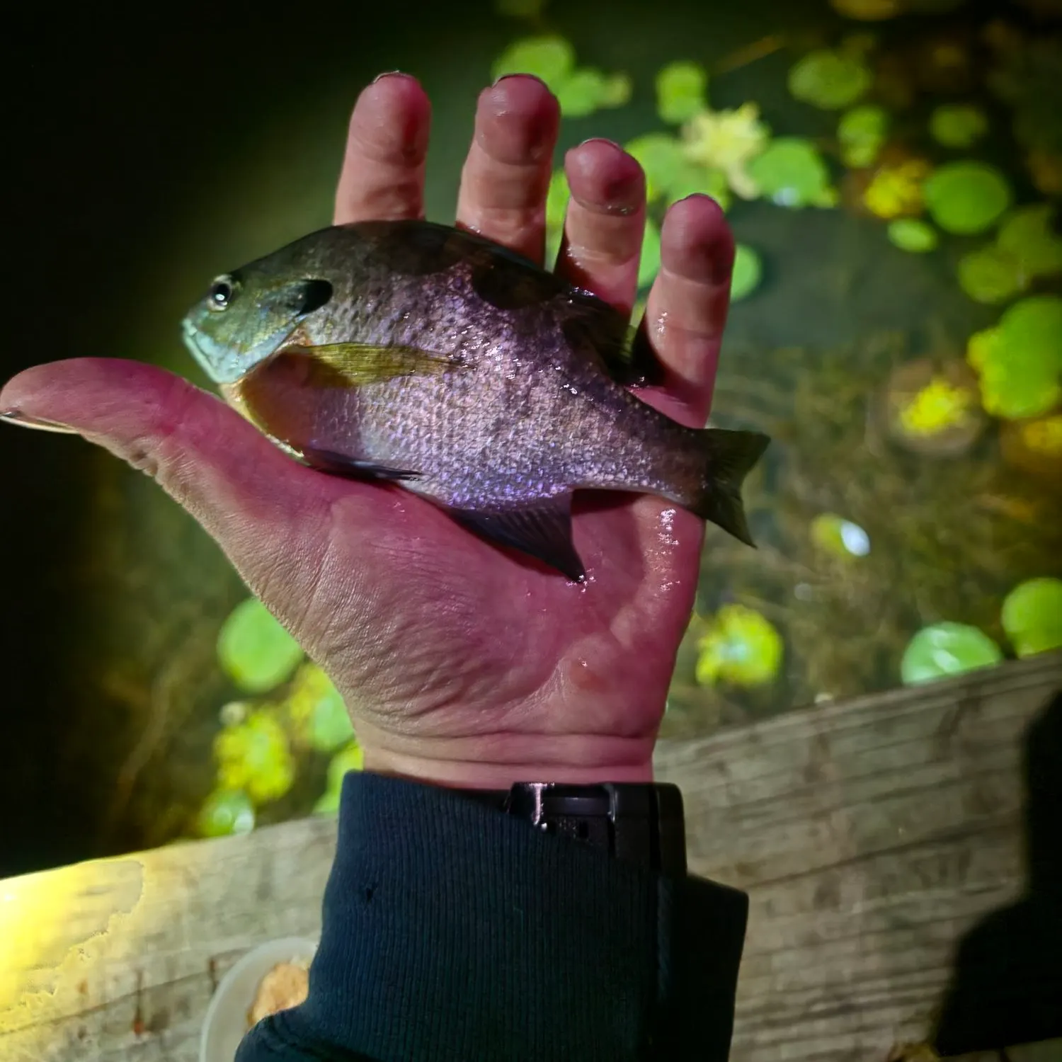Bluegill caught on Fishbrain