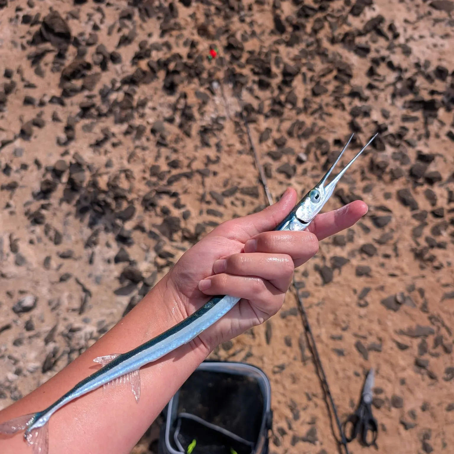The most recent Keeled needlefish catches on Fishbrain