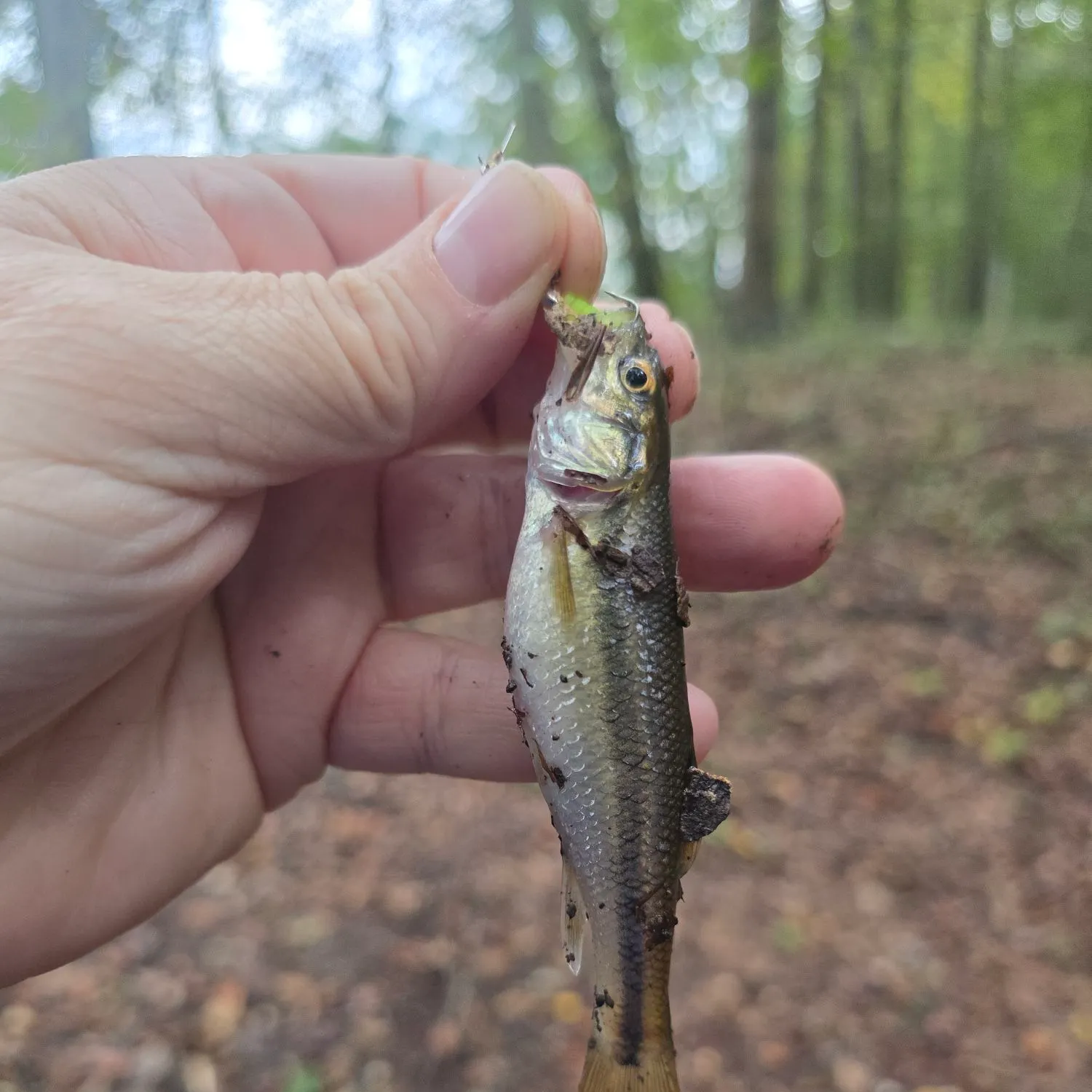 Creek chub caught on Fishbrain