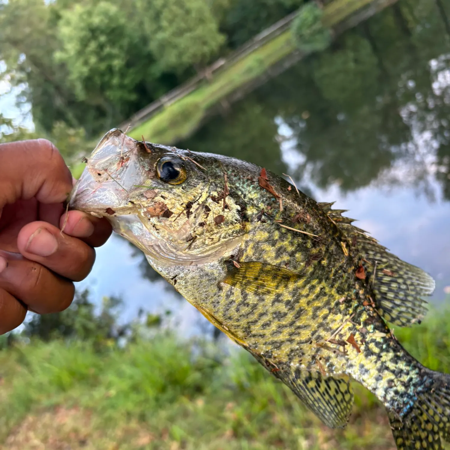 Black crappie caught on Fishbrain